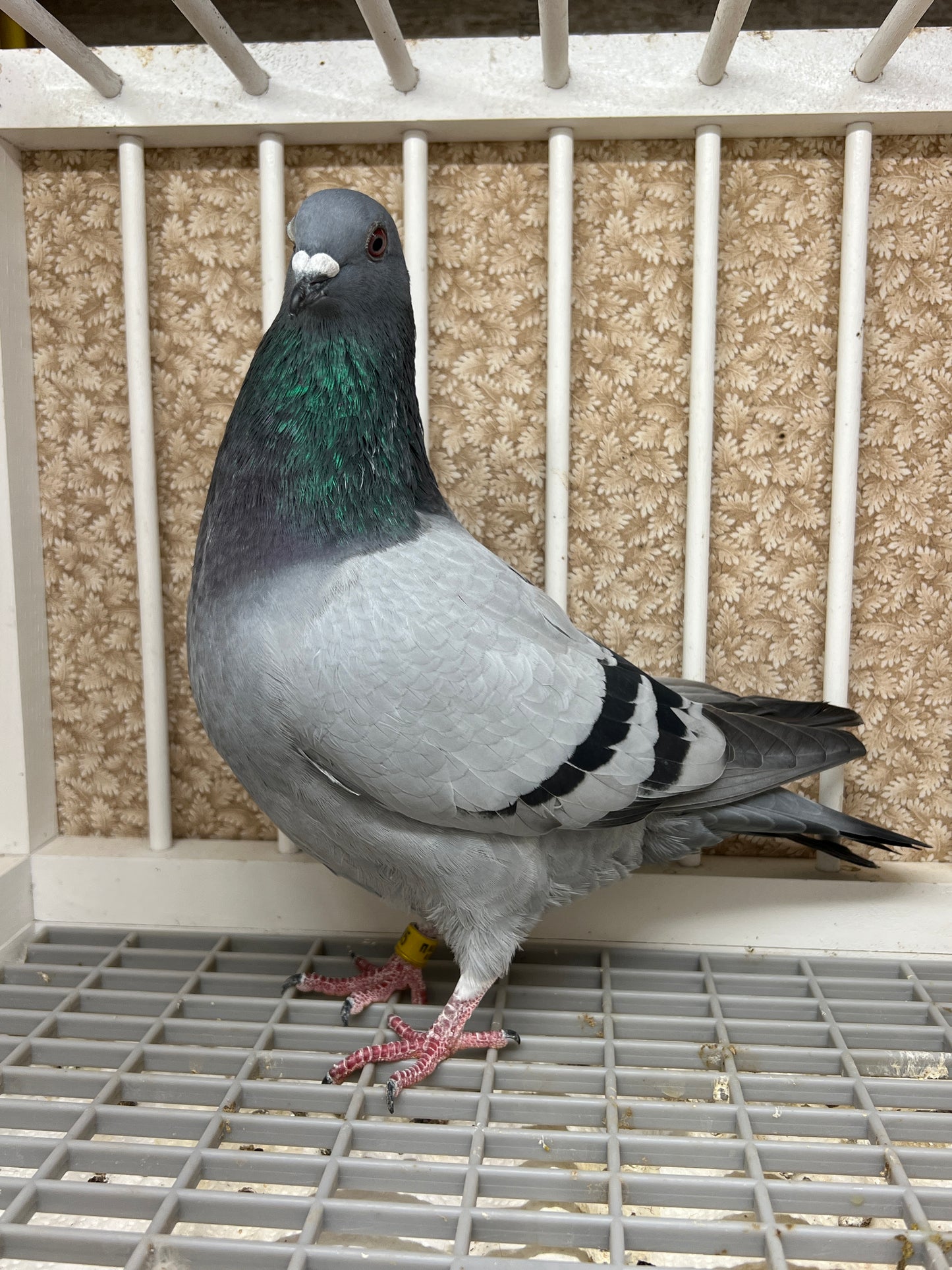 2024 Racing pigeon "AU 8285"