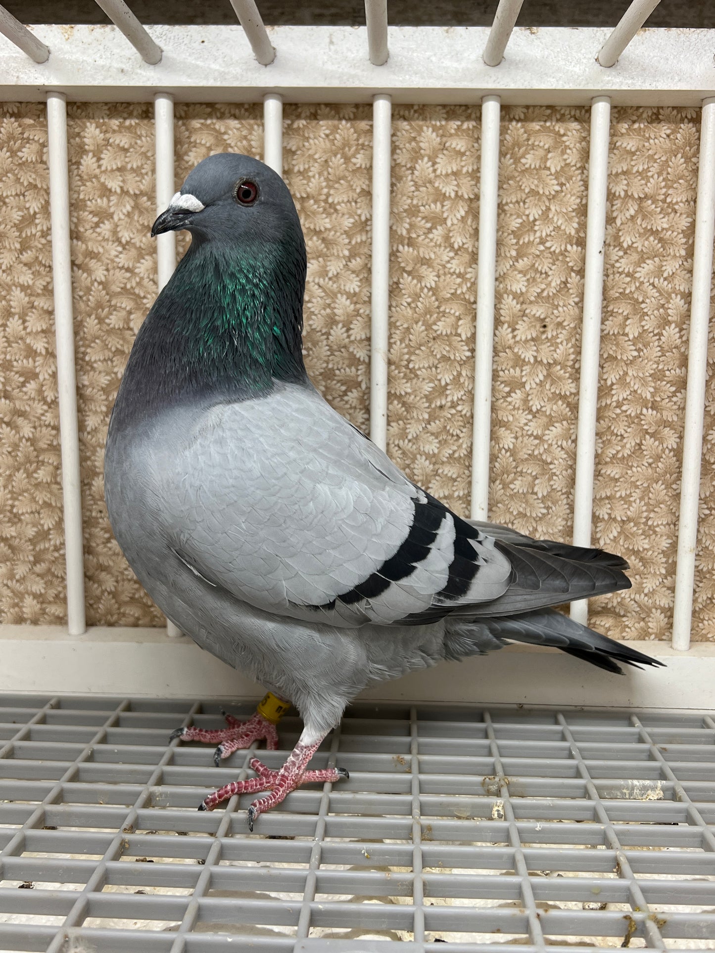 2024 Racing pigeon "AU 8285"