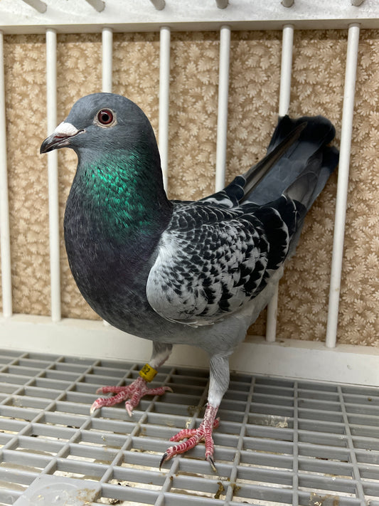 Blue Check Racing Pigeon "AU 8262"