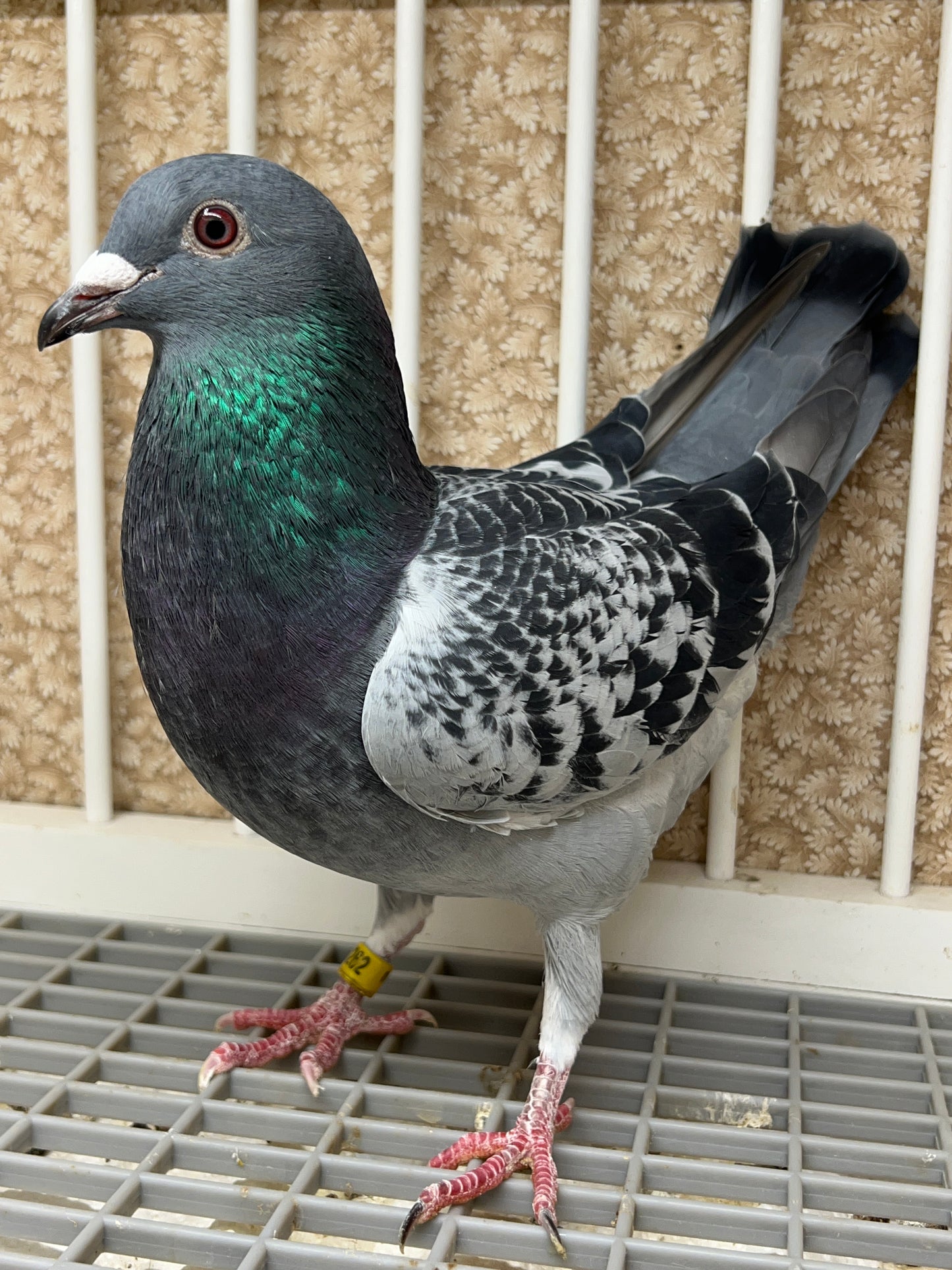 Blue Check Racing Pigeon "AU 8262"