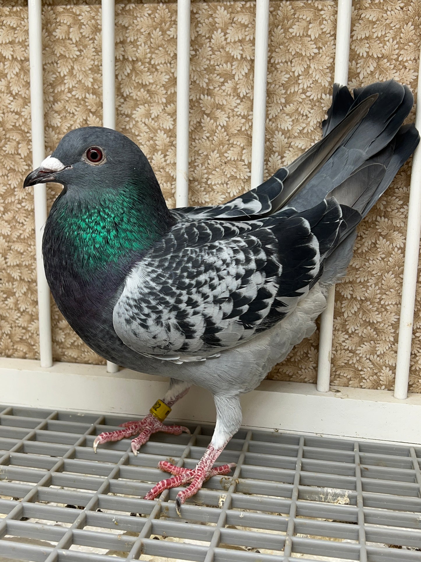 Blue Check Racing Pigeon "AU 8262"