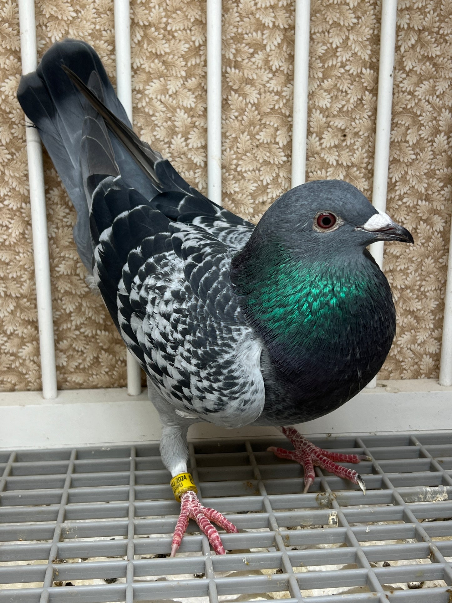 Blue Check Racing Pigeon "AU 8262"