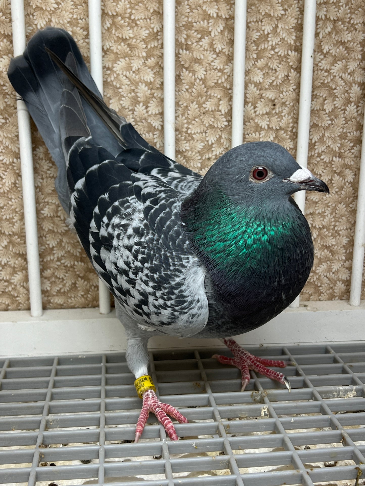 Blue Check Racing Pigeon "AU 8262"