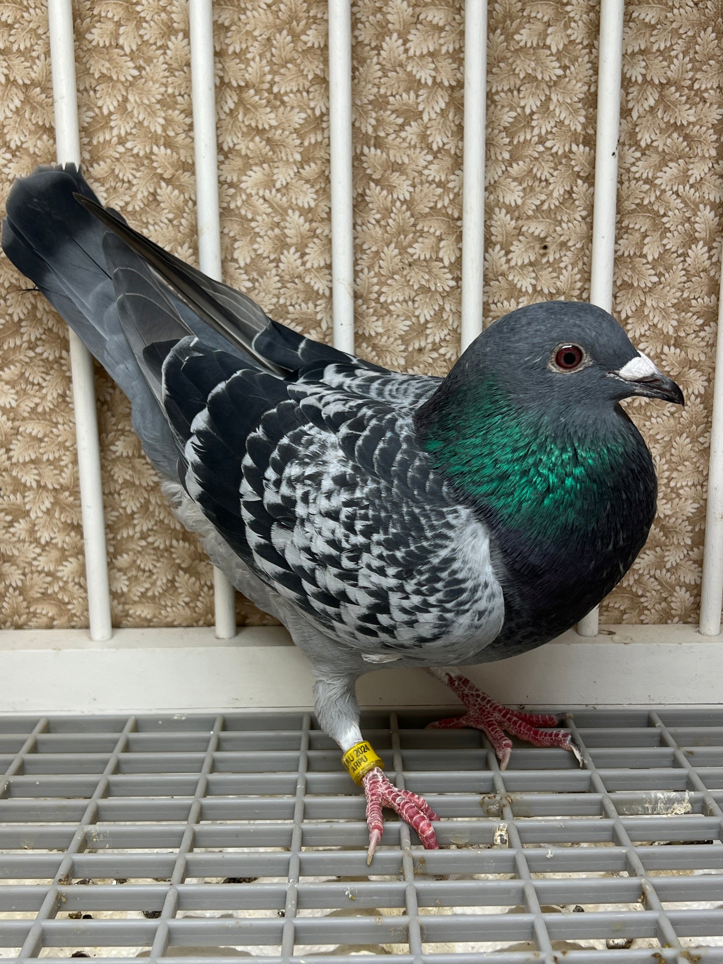 Blue Check Racing Pigeon "AU 8262"