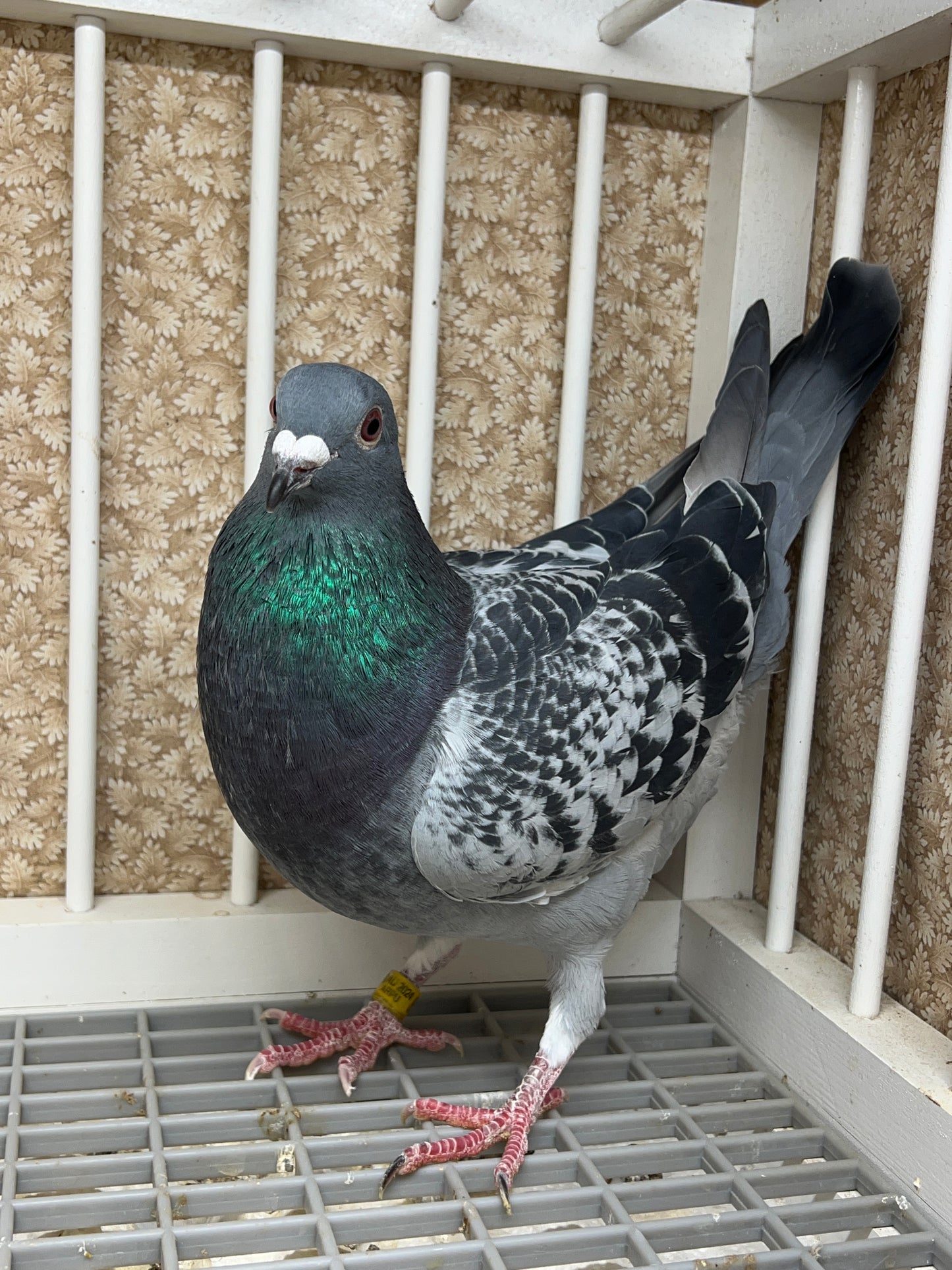 Blue Check Racing Pigeon "AU 8262"