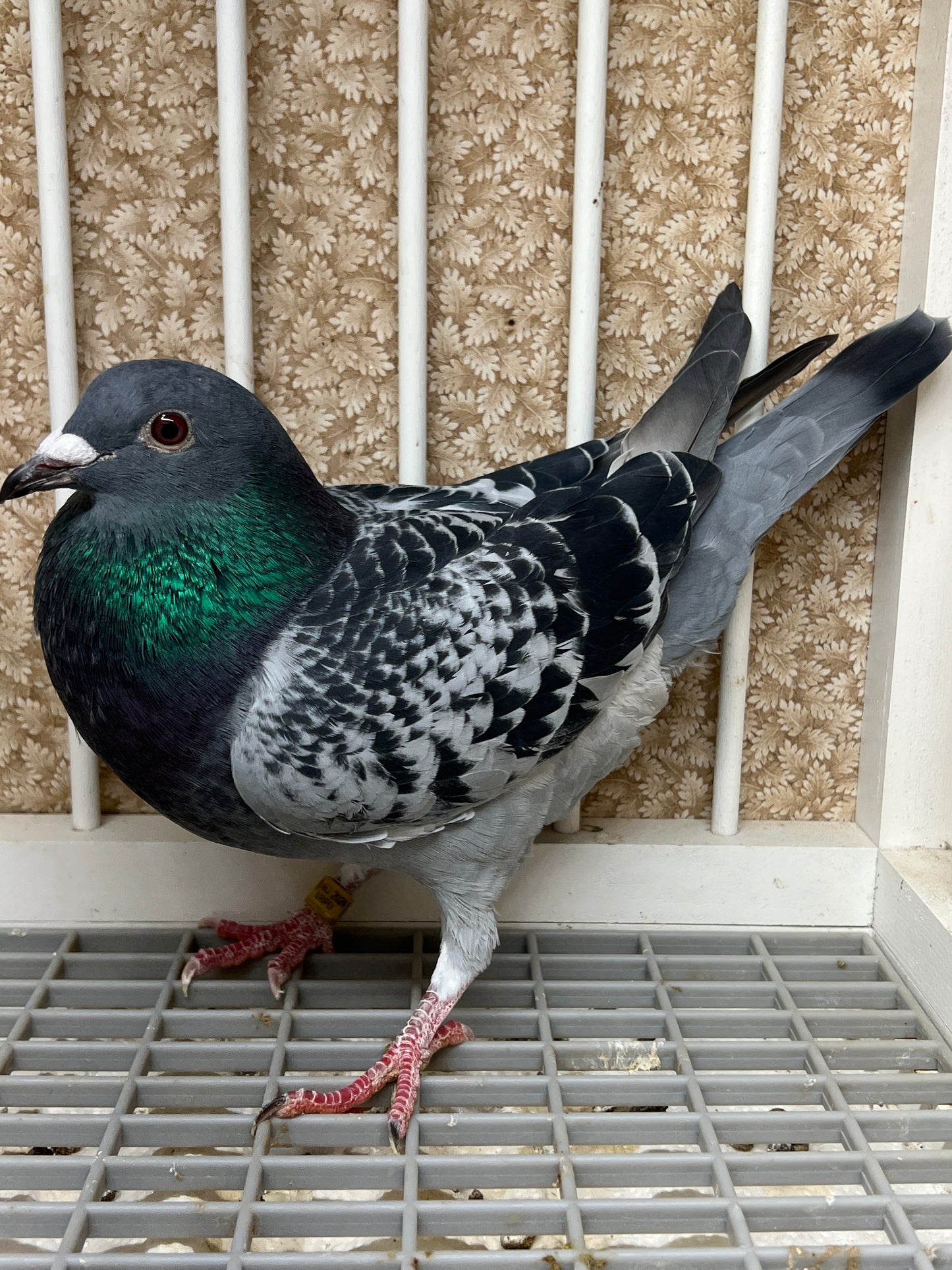 Blue Check Racing Pigeon "AU 8262"