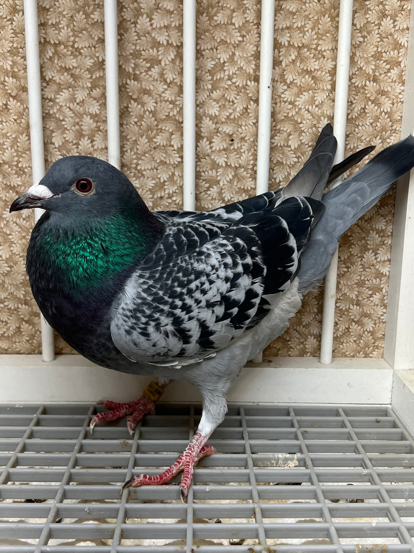 Blue Check Racing Pigeon "AU 8262"