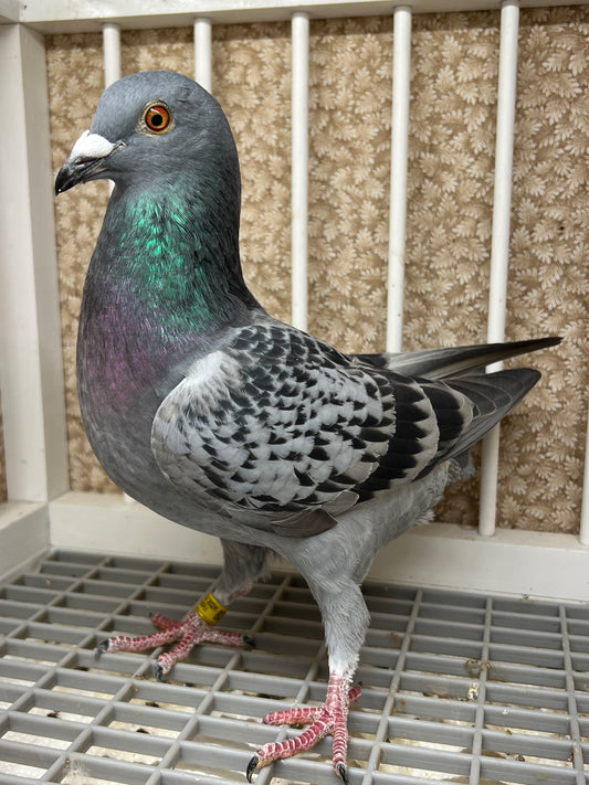 Blue Check Racing Pigeon "AU 8290"