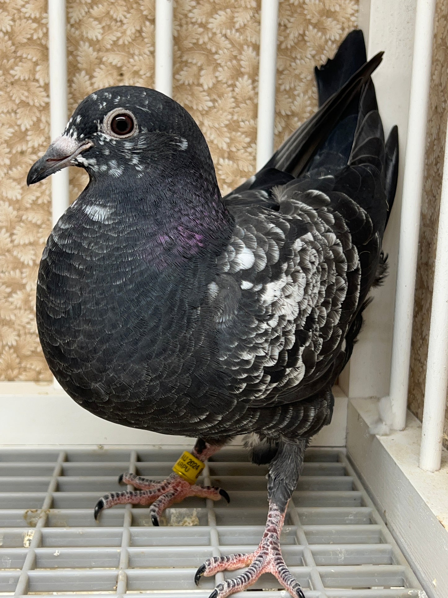 2024 Racing pigeon "AU 8255"