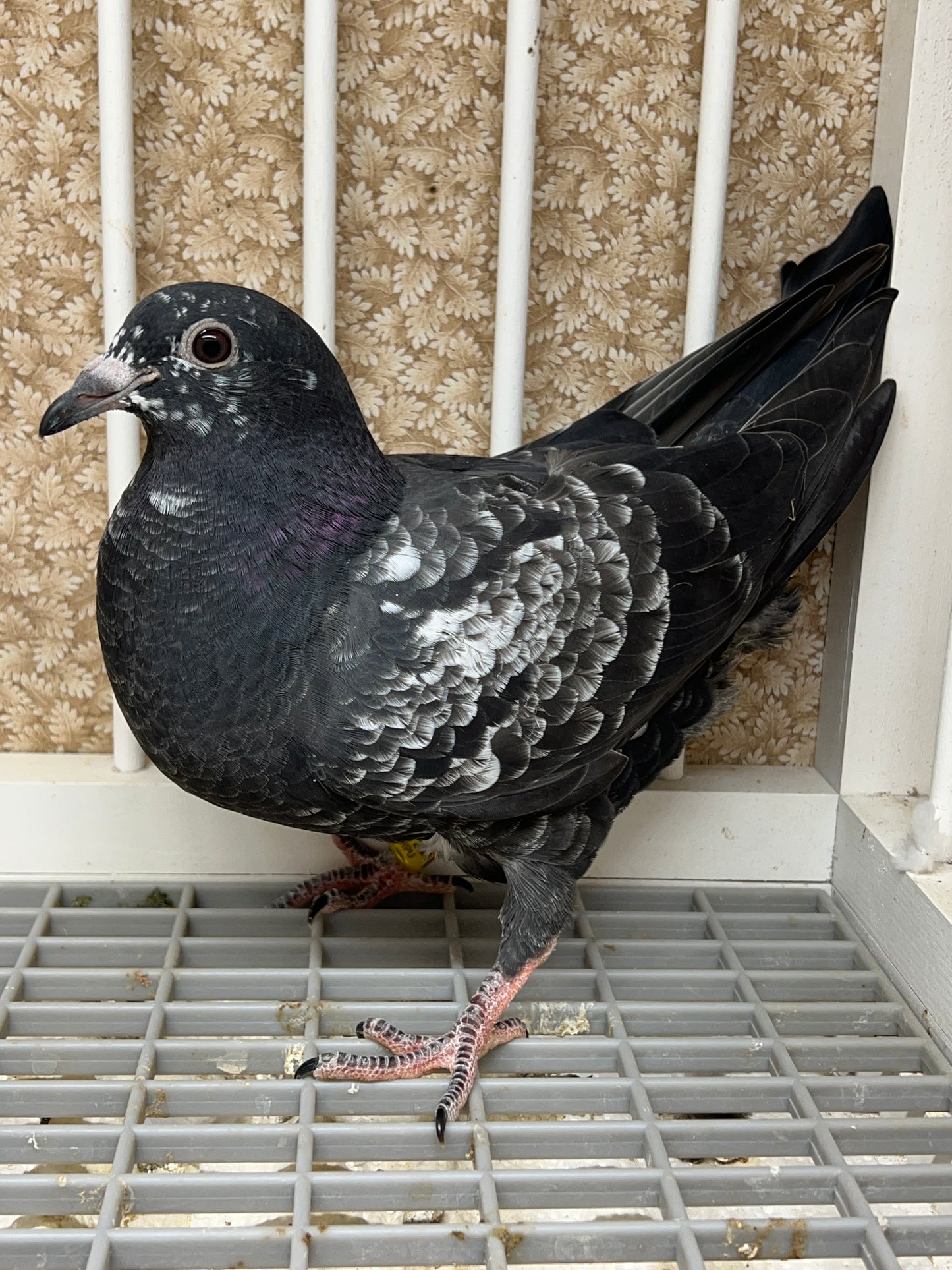 2024 Racing pigeon "AU 8255"