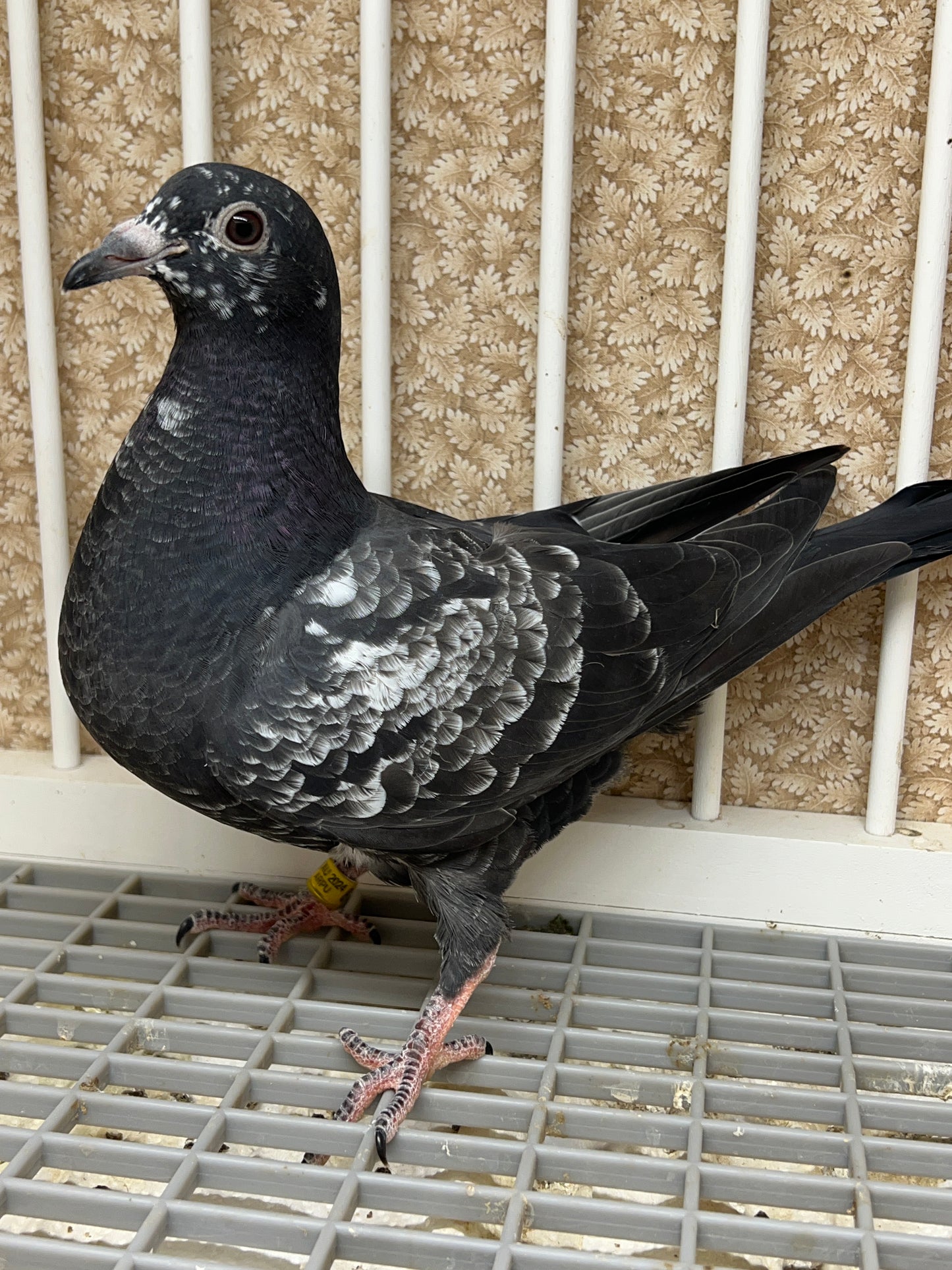 2024 Racing pigeon "AU 8255"