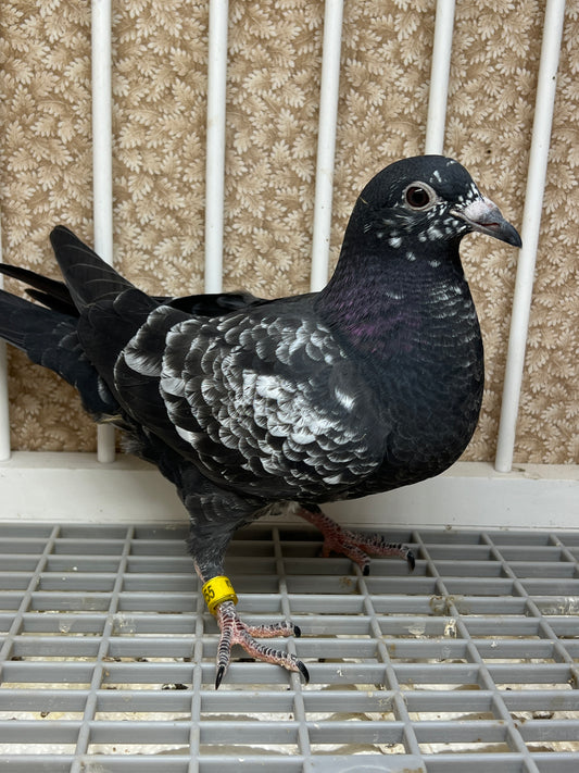 2024 Racing pigeon "AU 8255"