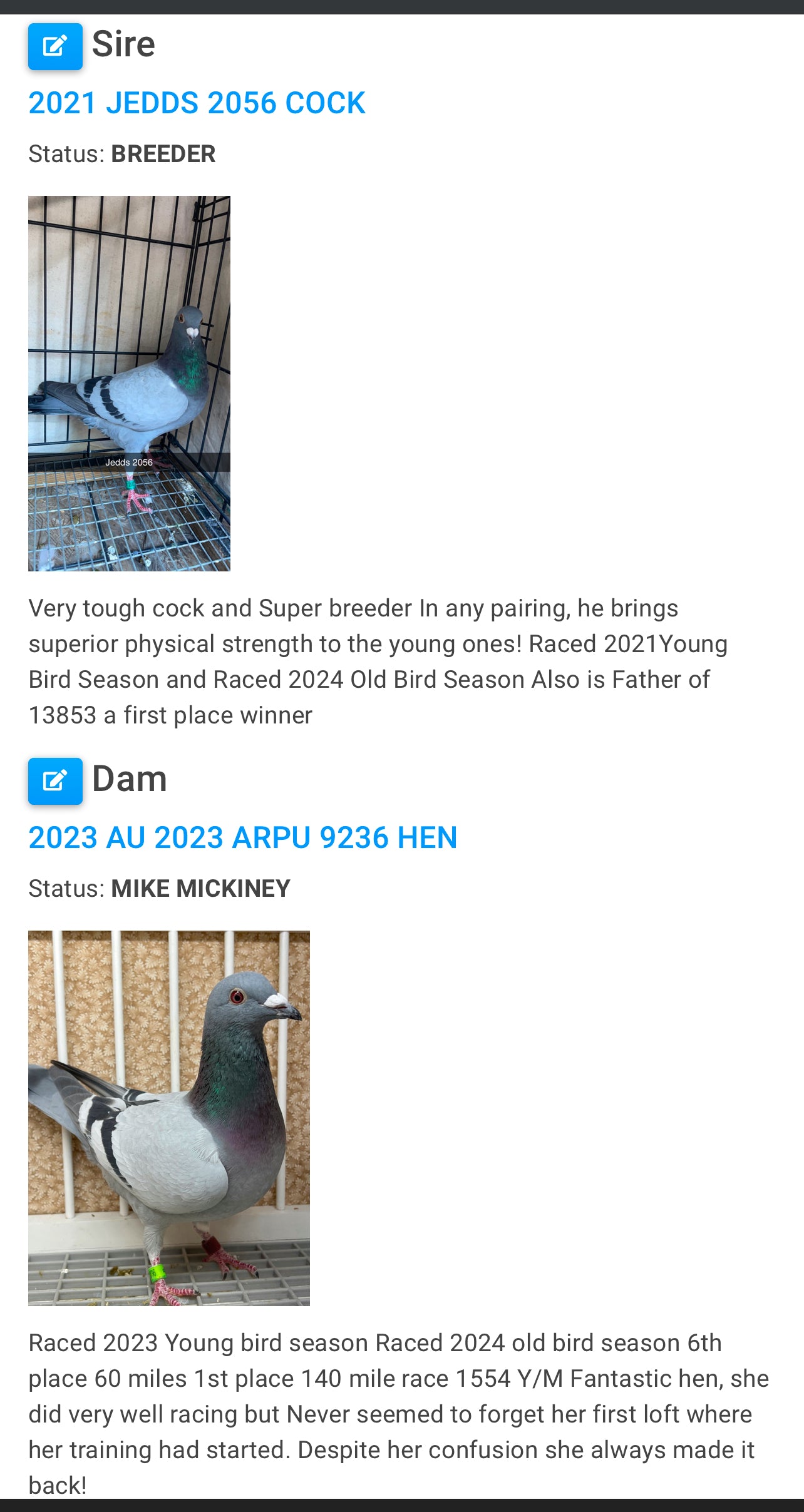 2024 Racing pigeon " RRL 290”