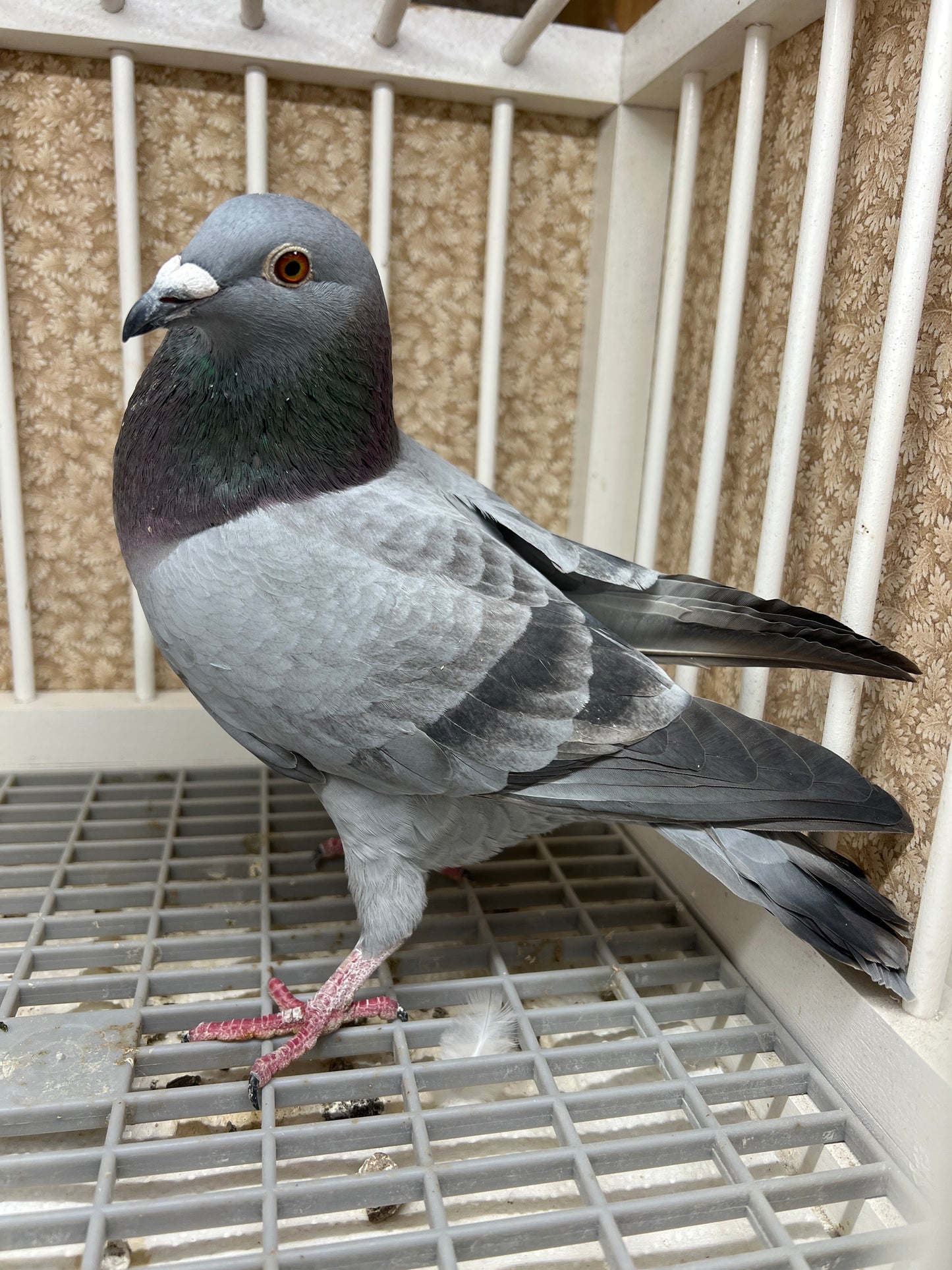 2024 Racing pigeon " RRL 290”