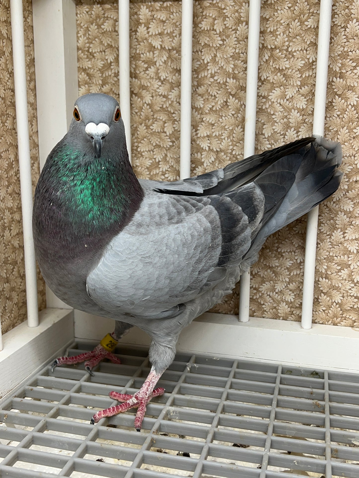 2024 Racing pigeon " RRL 290”