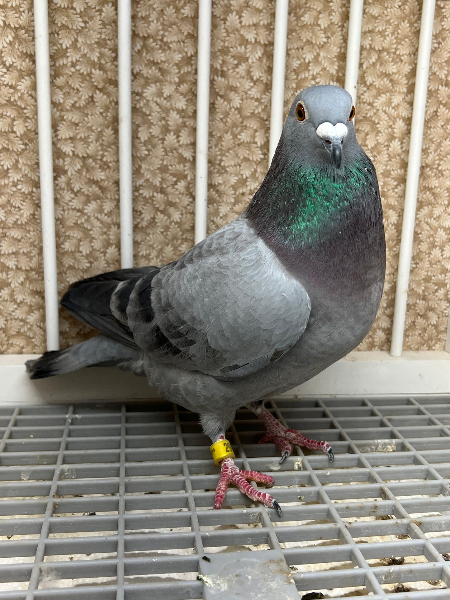 2024 Racing pigeon " RRL 290”