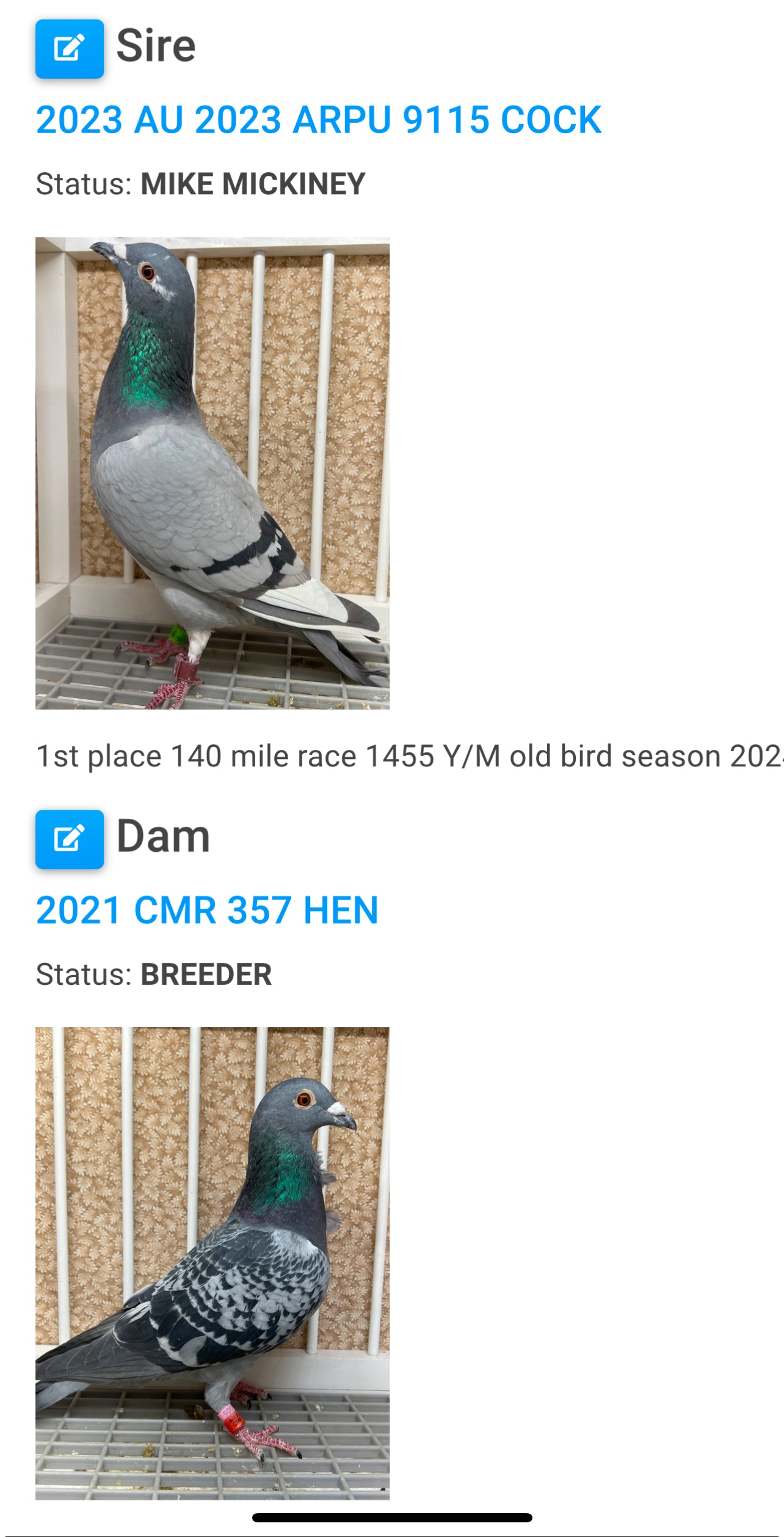 Blue Check Racing Pigeon "AU 8291"