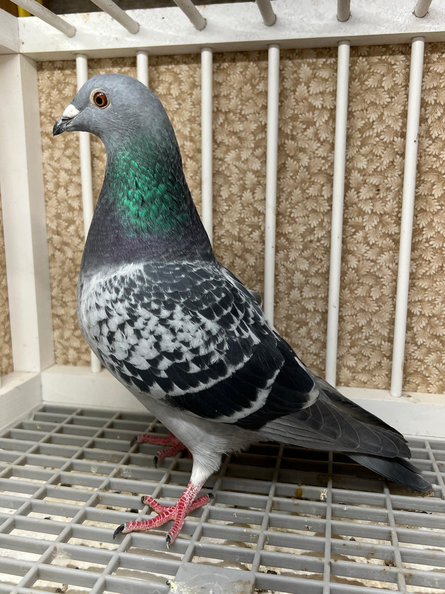 Blue Check Racing Pigeon "AU 8291"