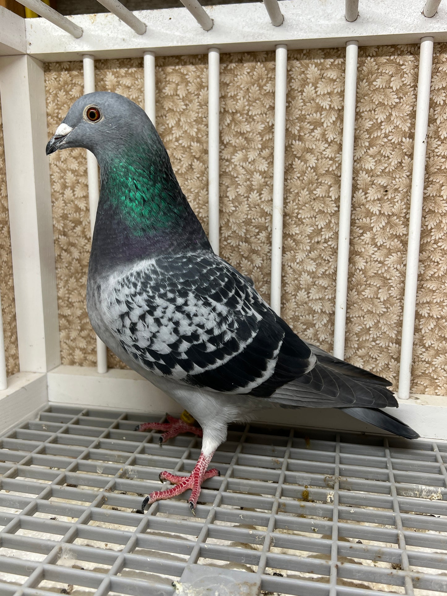 Blue Check Racing Pigeon "AU 8291"