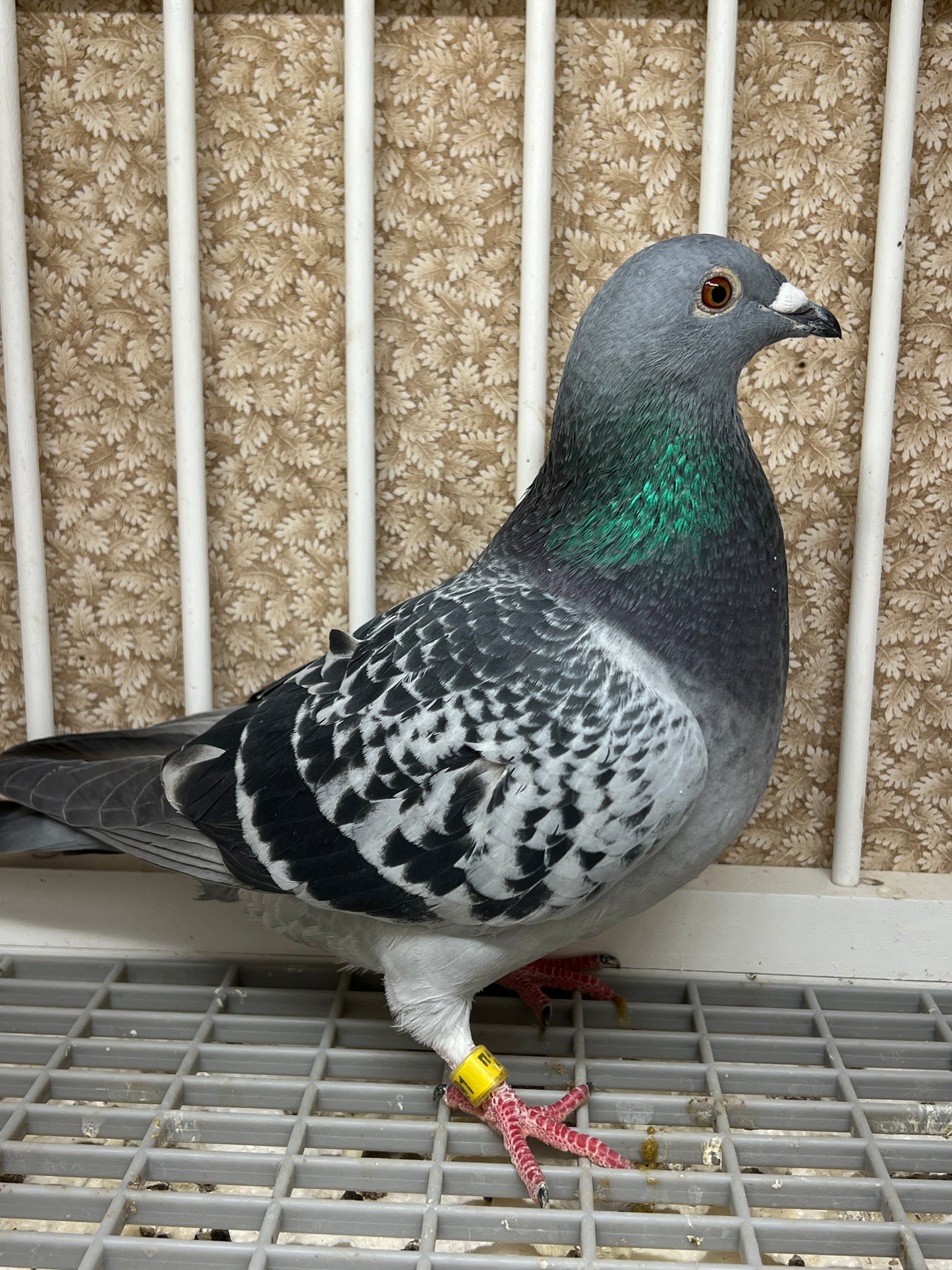 Blue Check Racing Pigeon "AU 8291"