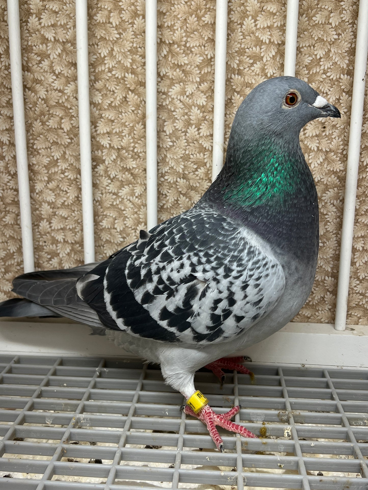 Blue Check Racing Pigeon "AU 8291"