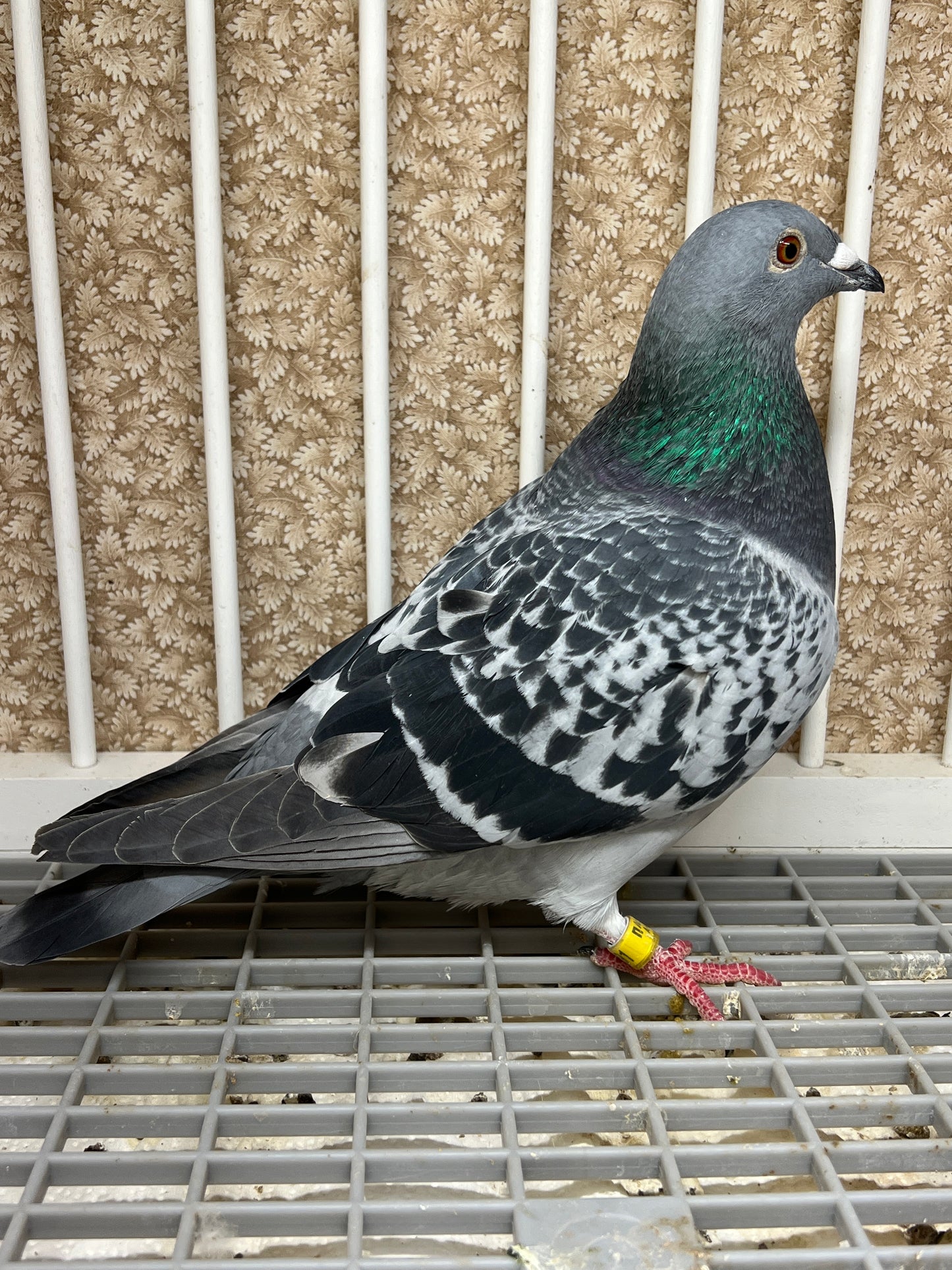 Blue Check Racing Pigeon "AU 8291"