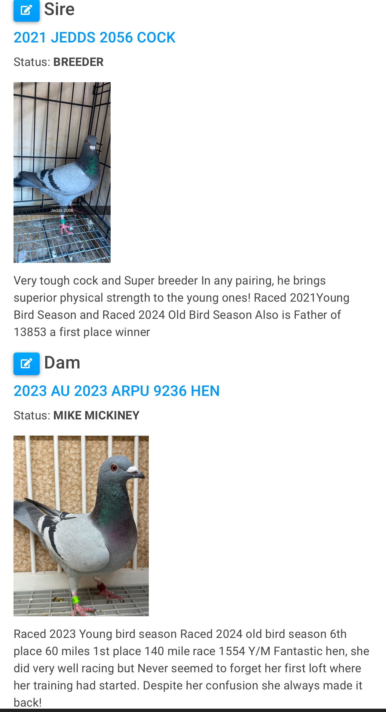 2024 Racing pigeon "AU 49166”