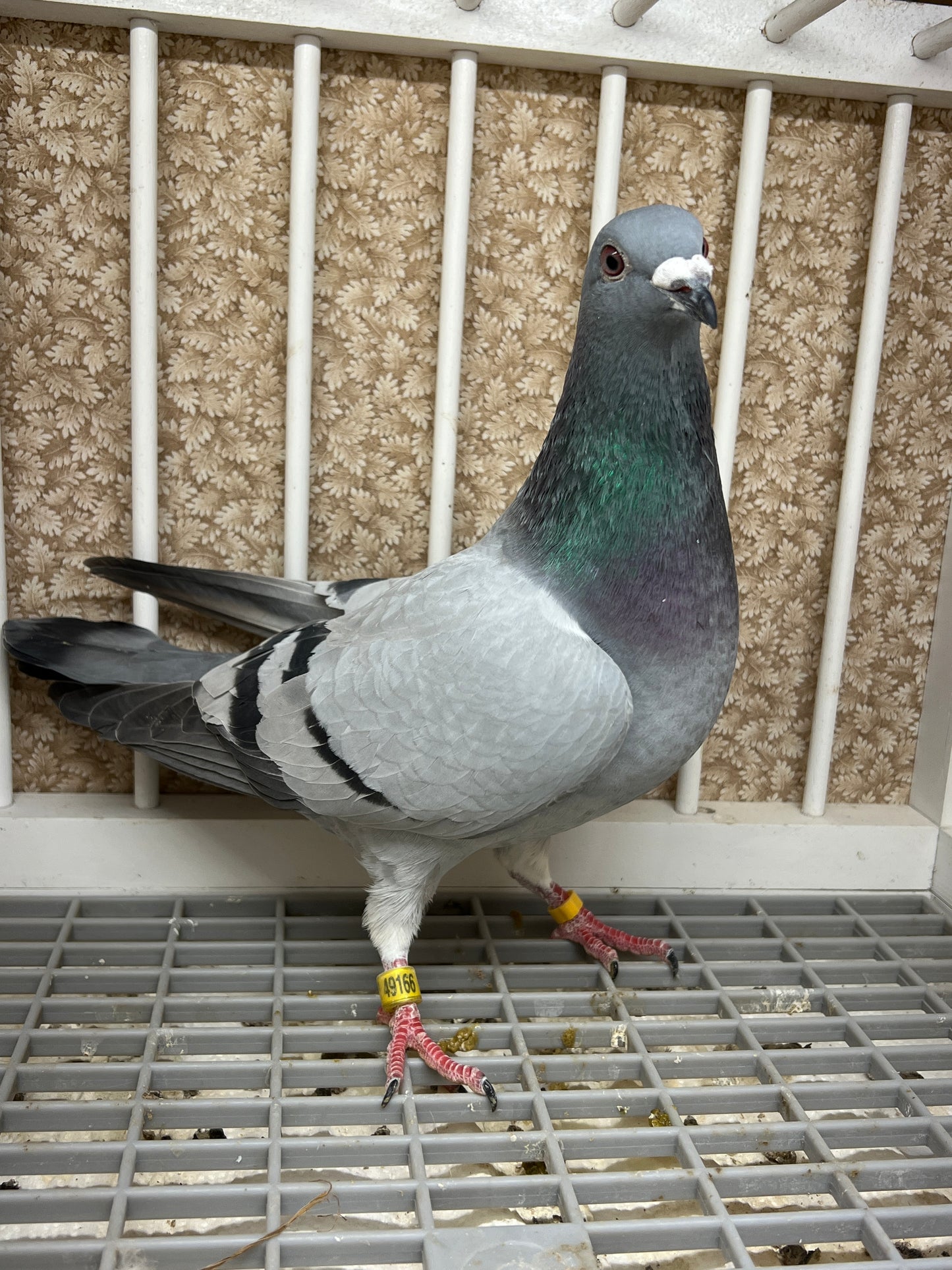 2024 Racing pigeon "AU 49166”