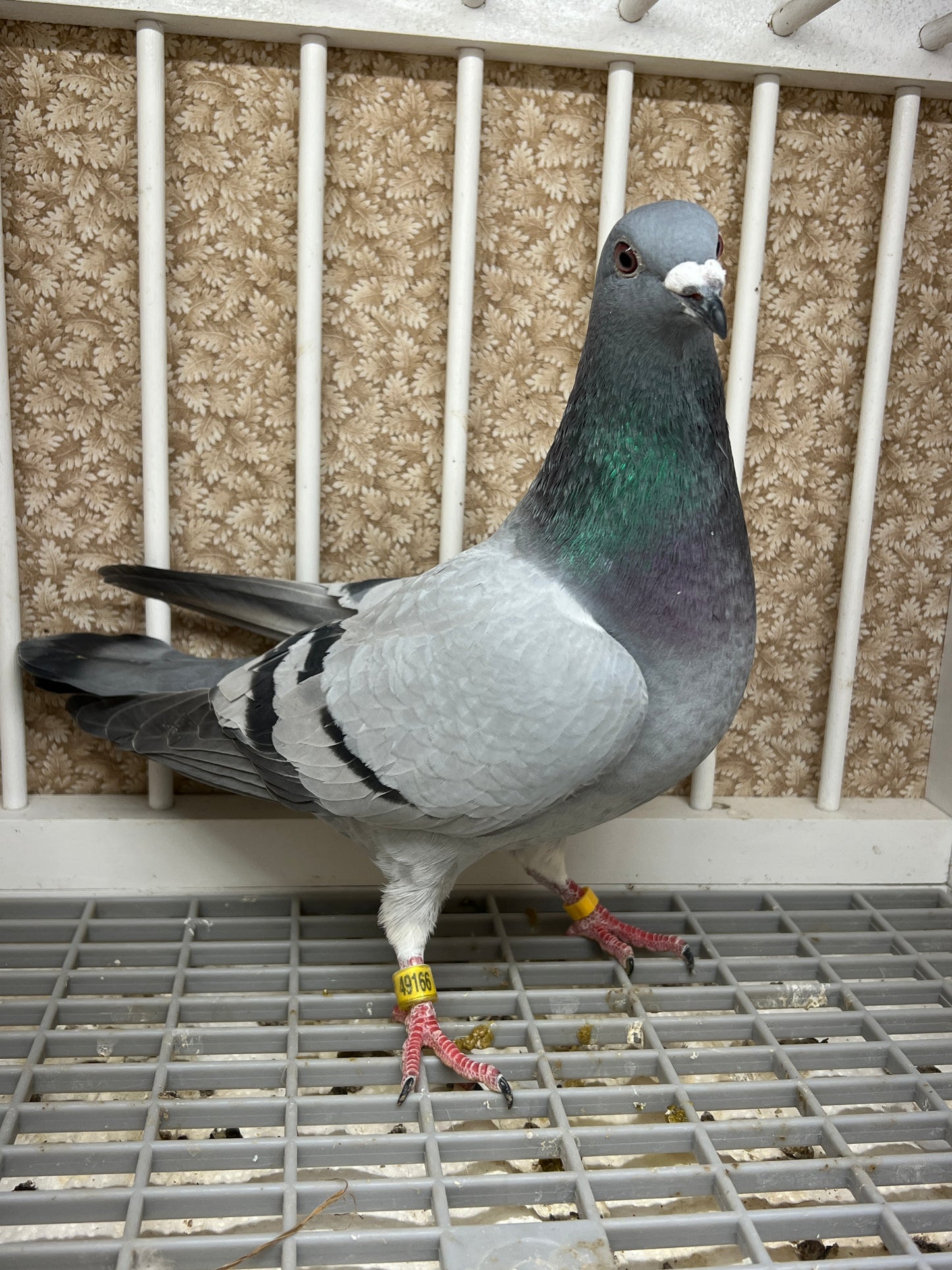 2024 Racing pigeon "AU 49166”