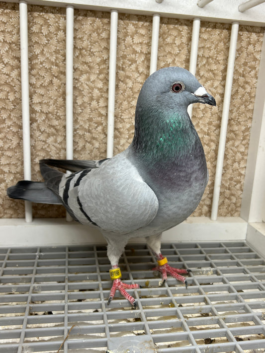 2024 Racing pigeon "AU 49166”