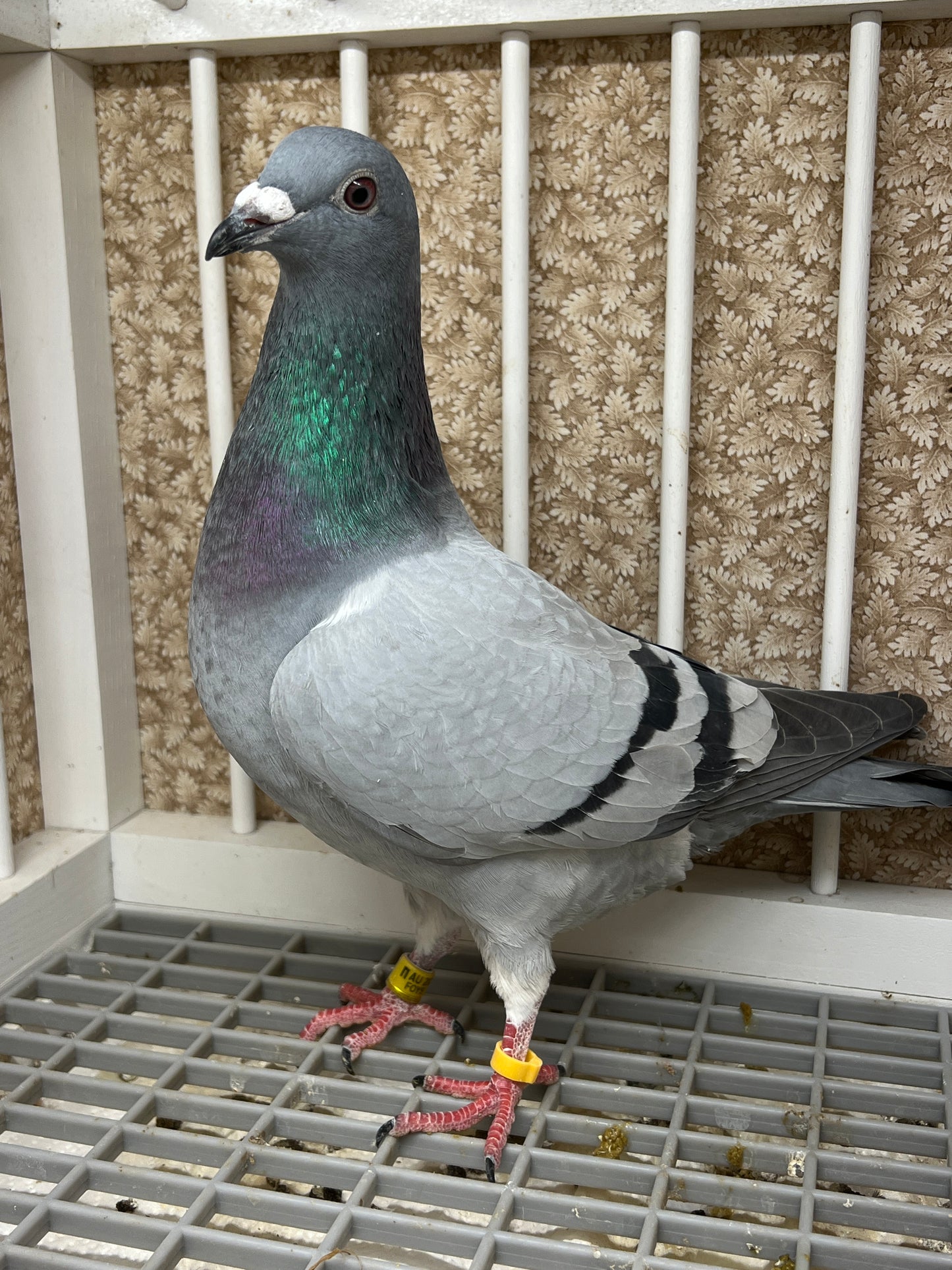 2024 Racing pigeon "AU 49166”