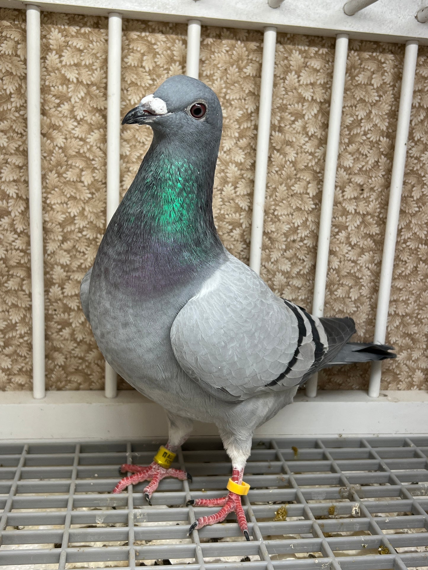 2024 Racing pigeon "AU 49166”