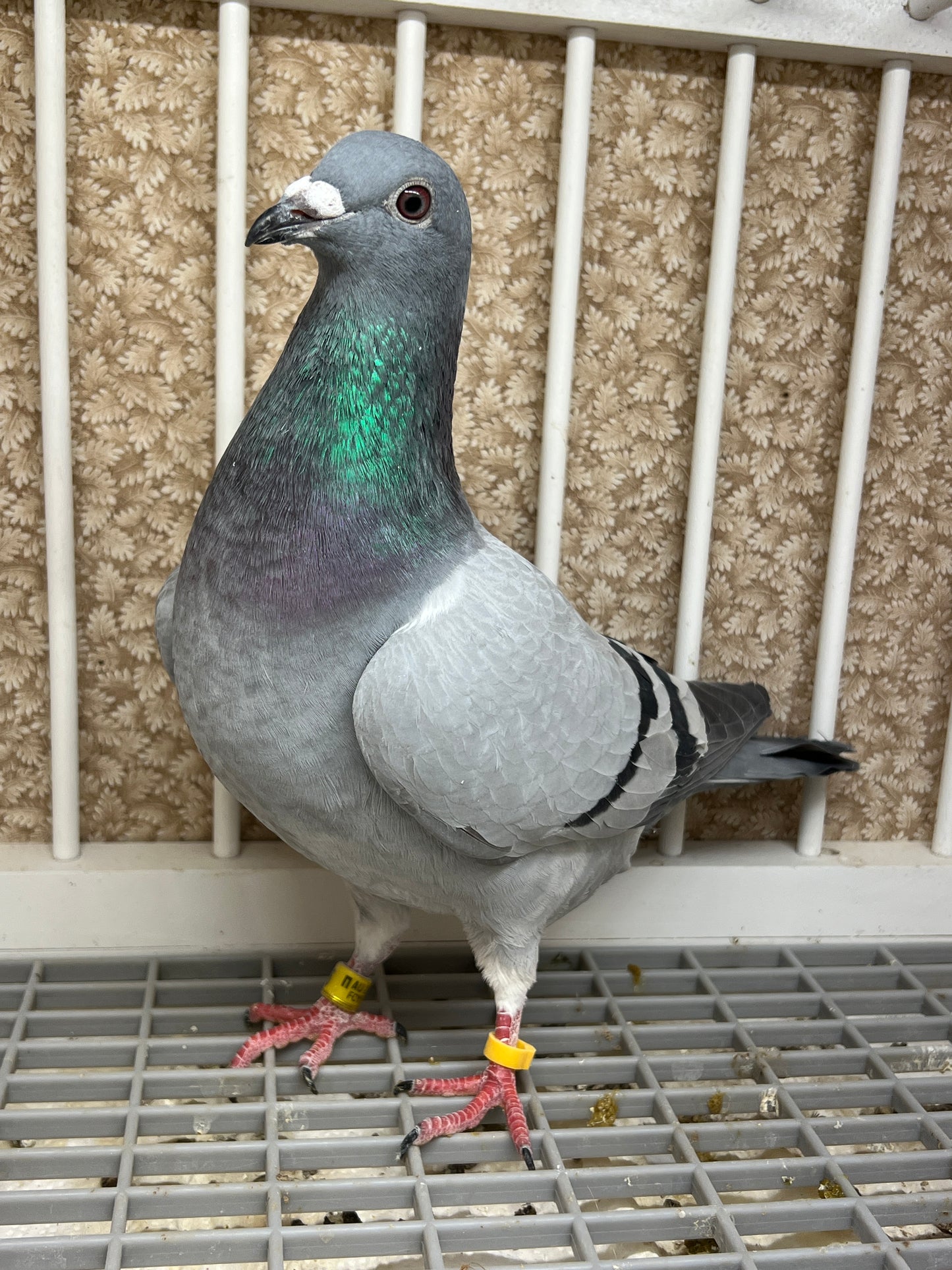 2024 Racing pigeon "AU 49166”