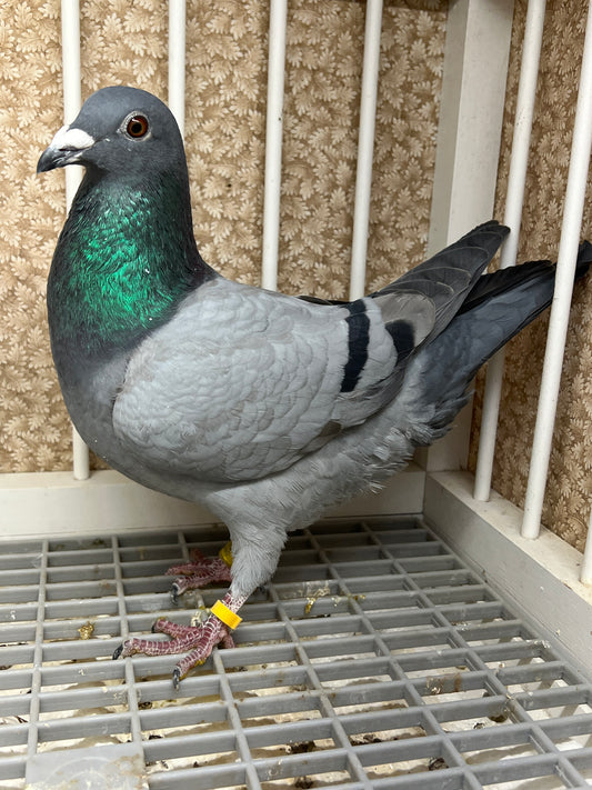 (Houben) Racing Pigeon "ZORRO 88”