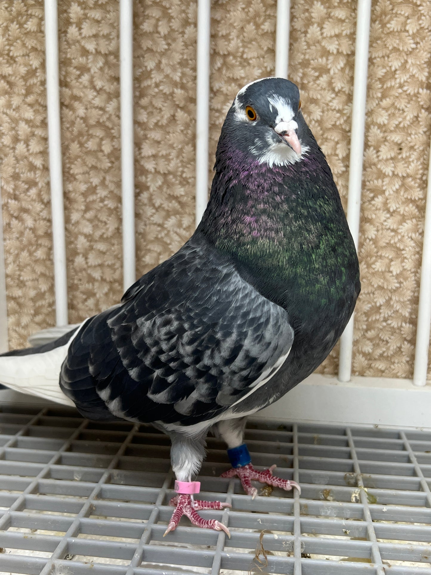 2019 Birmingham Roller Pigeon "8741”