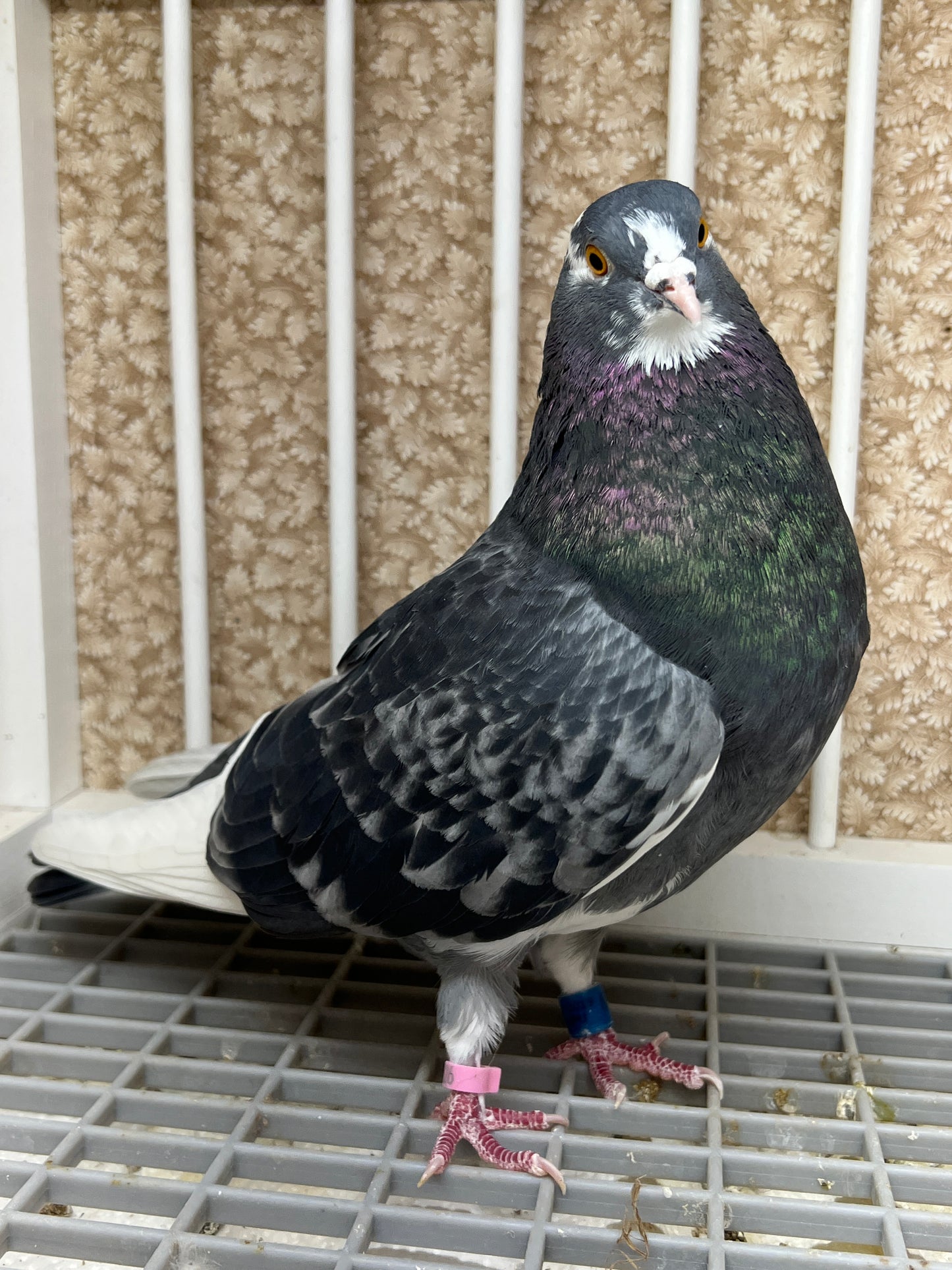 2019 Birmingham Roller Pigeon "8741”