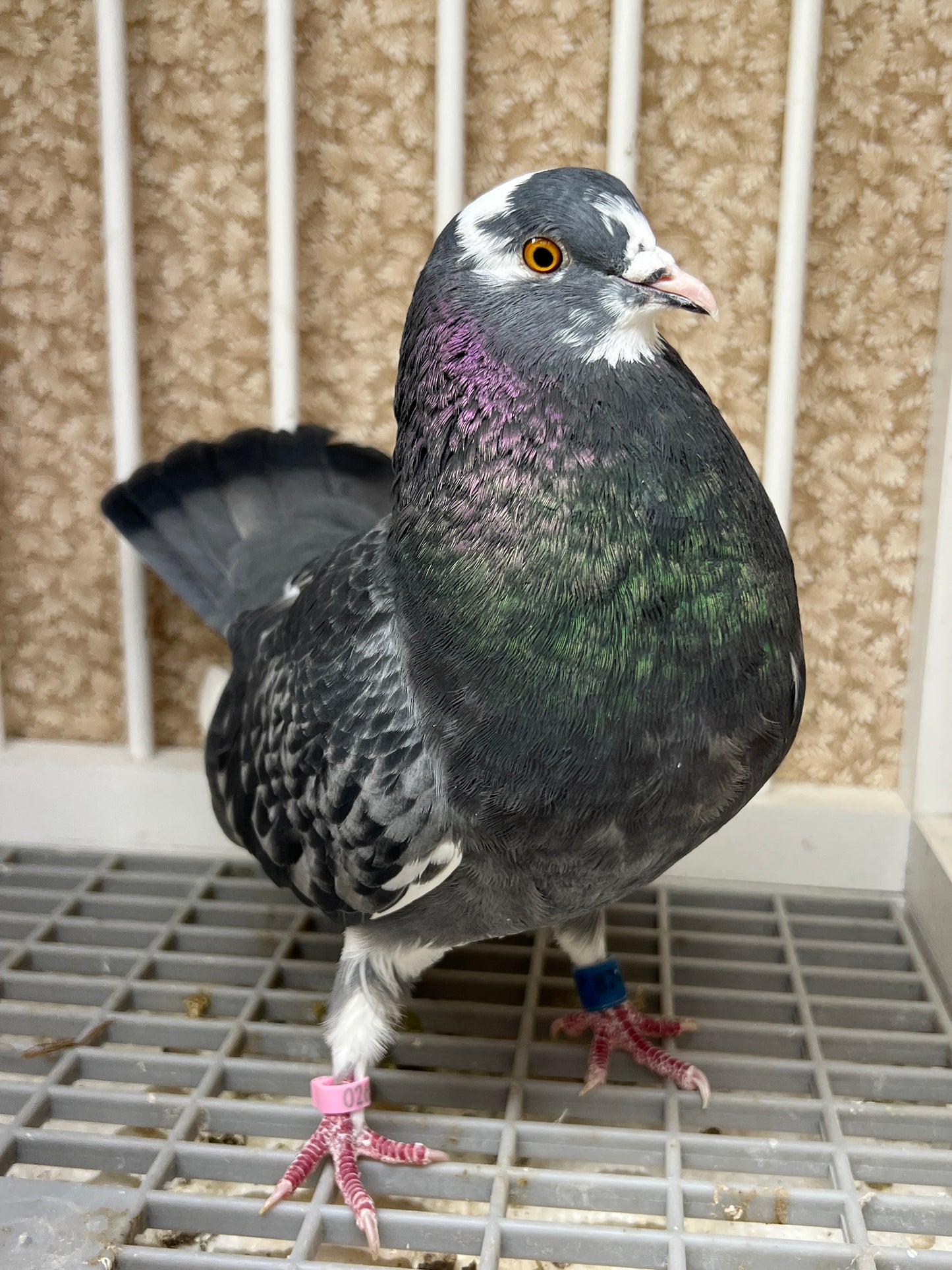 2019 Birmingham Roller Pigeon "8741”