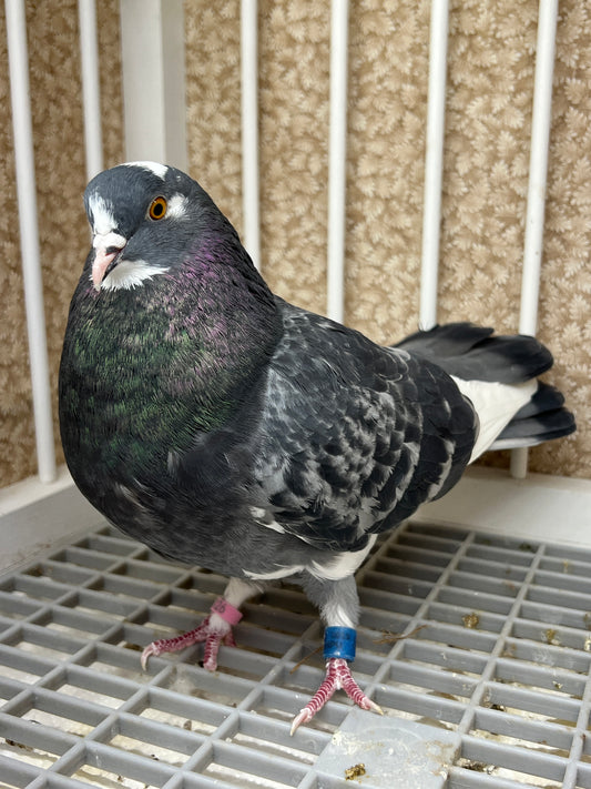 2019 Birmingham Roller Pigeon "8741”