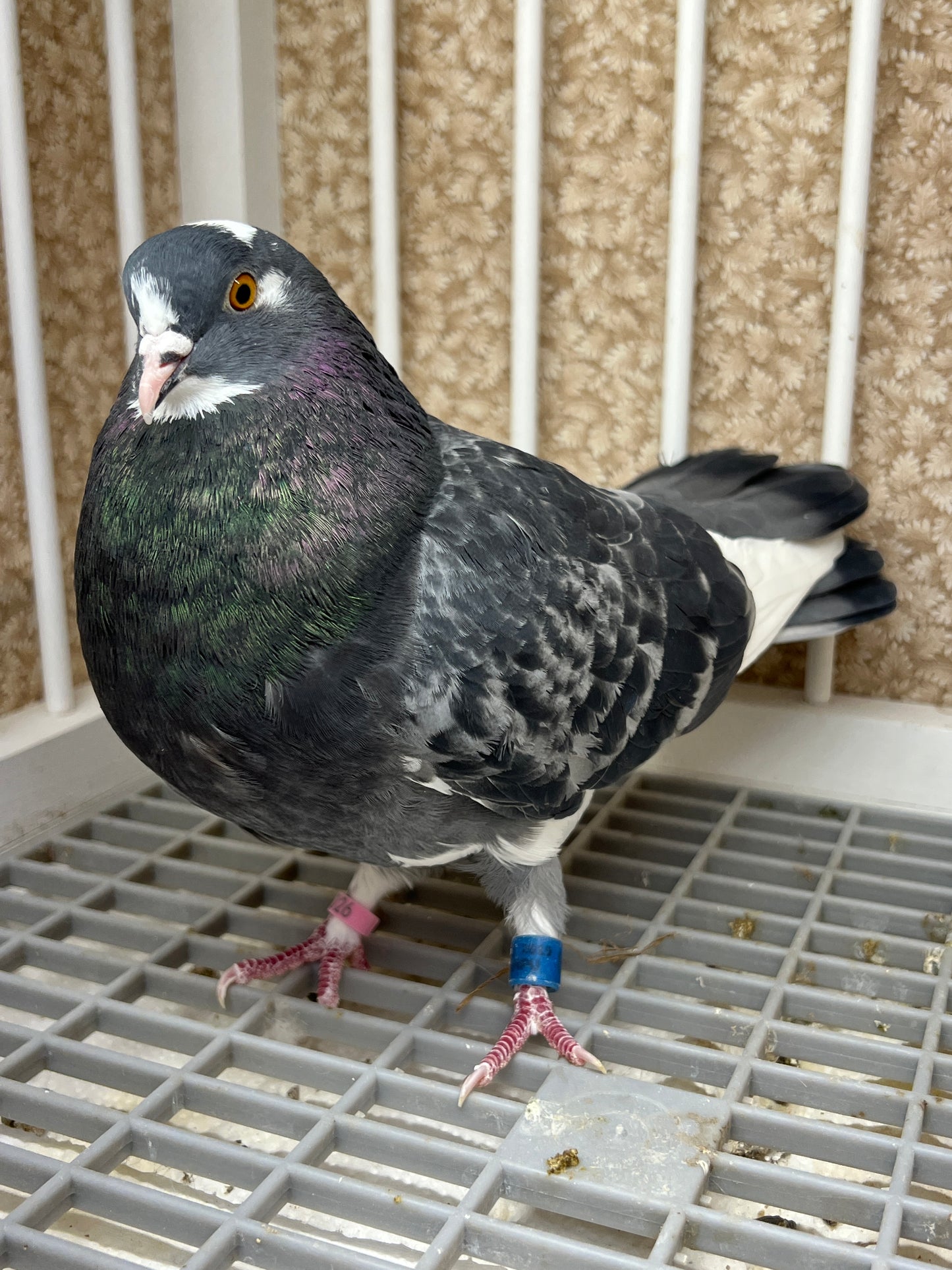 2019 Birmingham Roller Pigeon "8741”