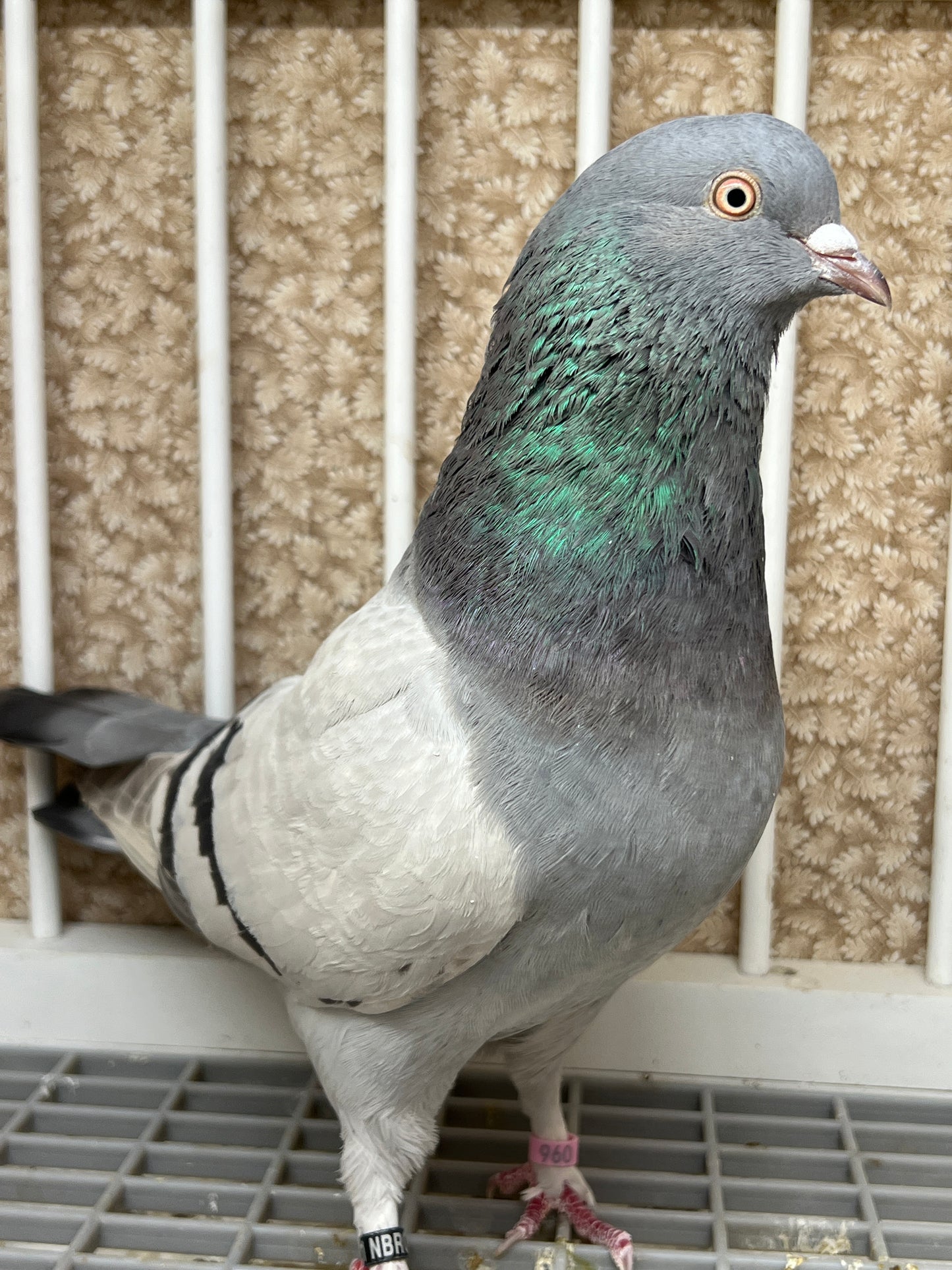 2021 Birmingham Roller Pigeon "117”