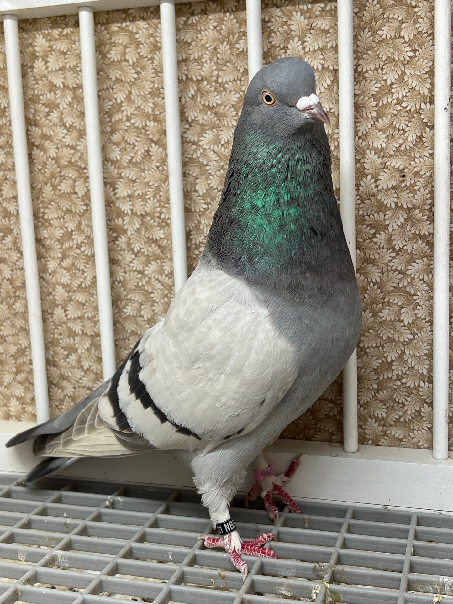 2021 Birmingham Roller Pigeon "117”