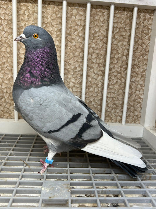 2021 Birmingham Roller Pigeon "123”