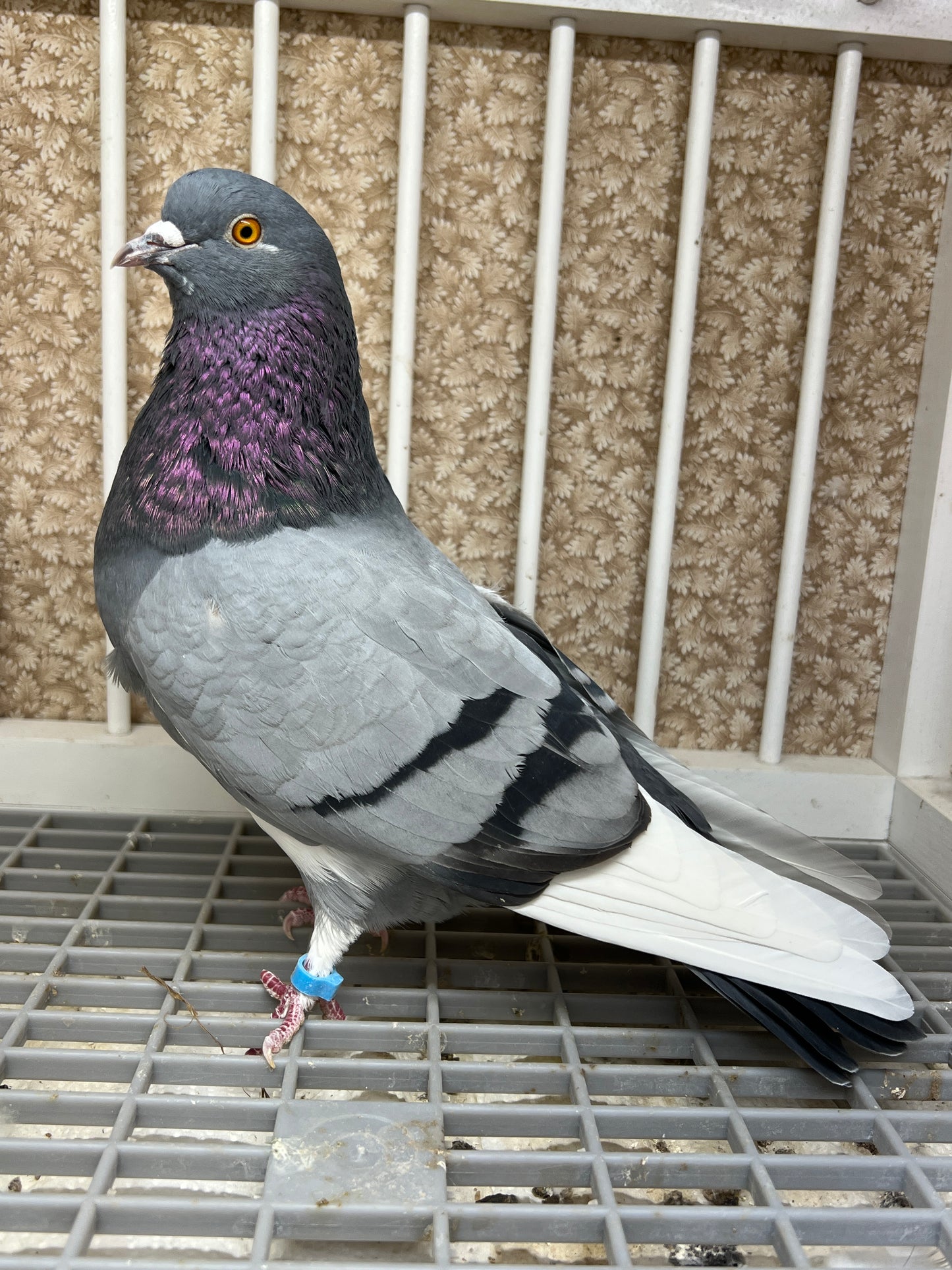 2021 Birmingham Roller Pigeon "123”