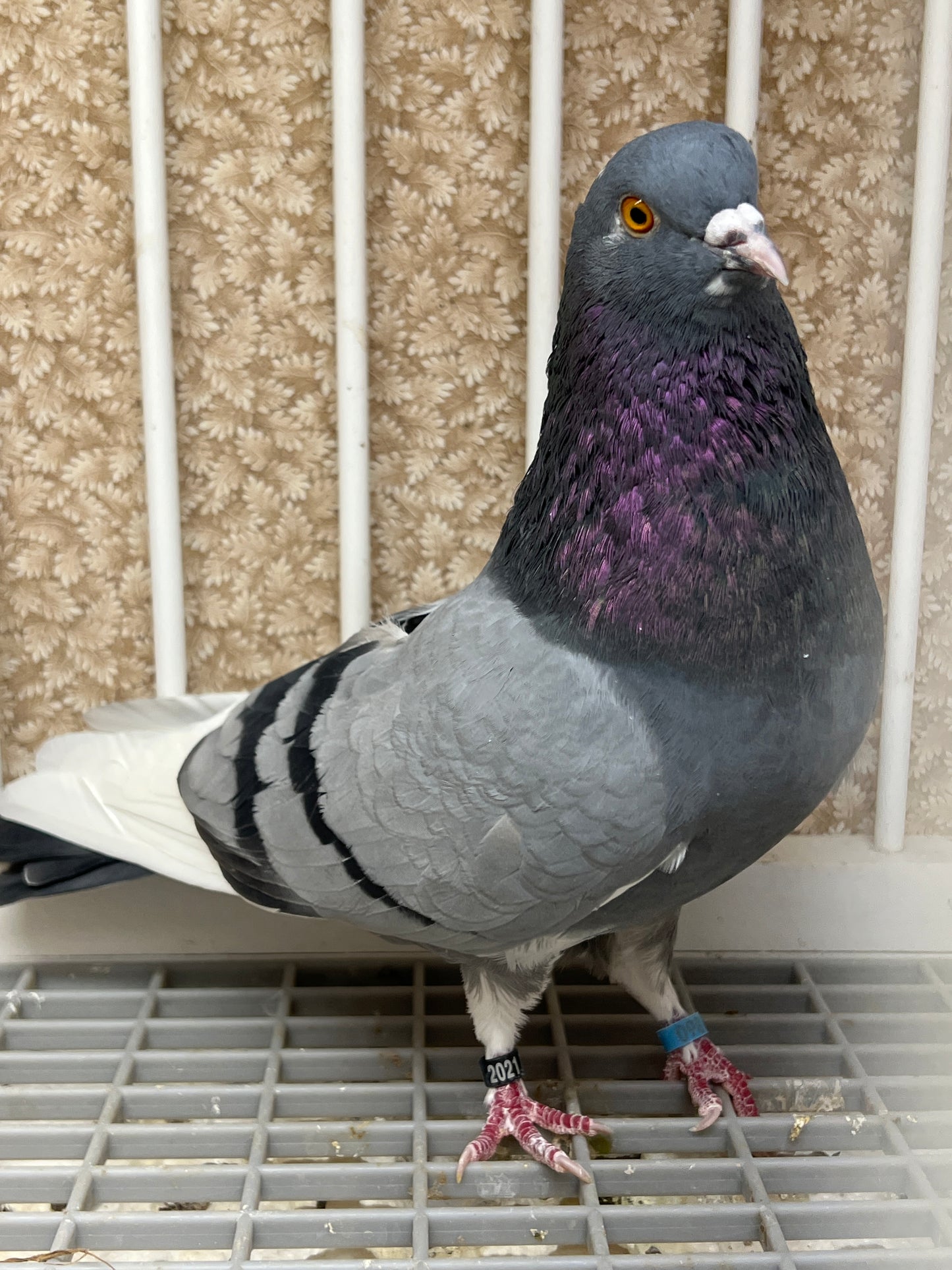 2021 Birmingham Roller Pigeon "123”