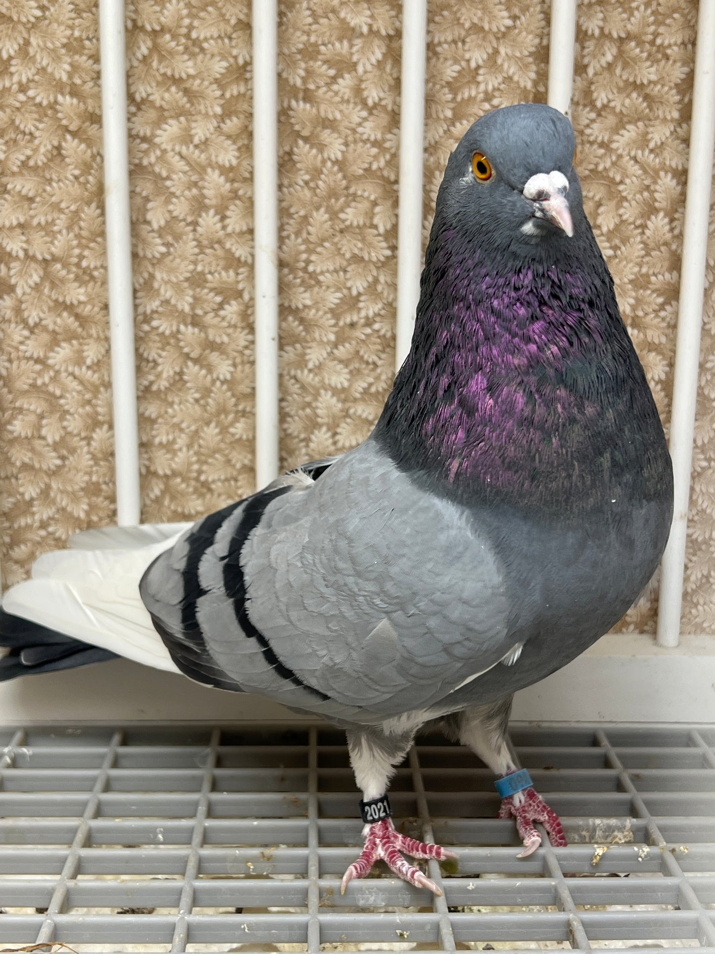 2021 Birmingham Roller Pigeon "123”