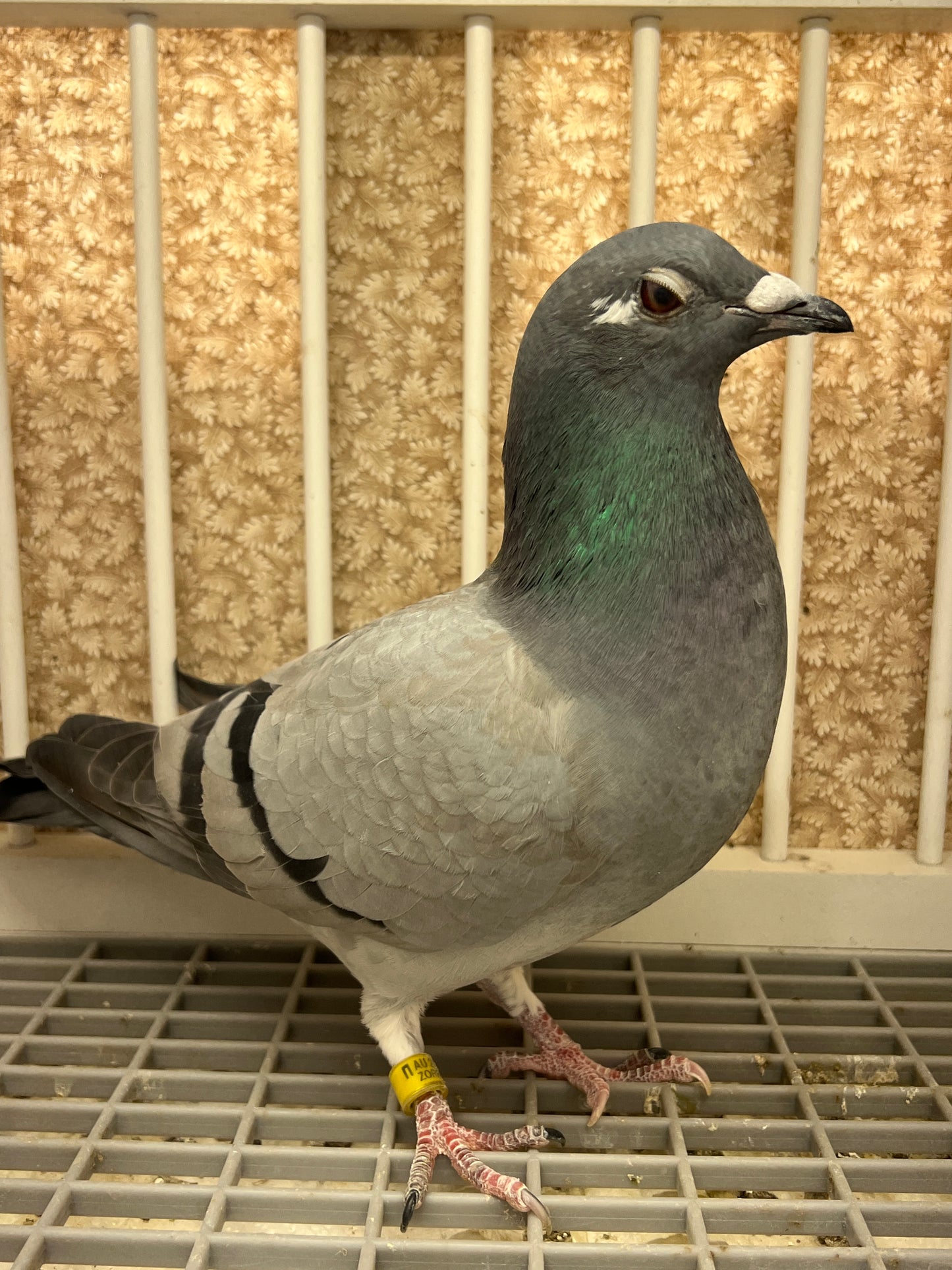 HVR Racing Pigeon "ZORRO 96”