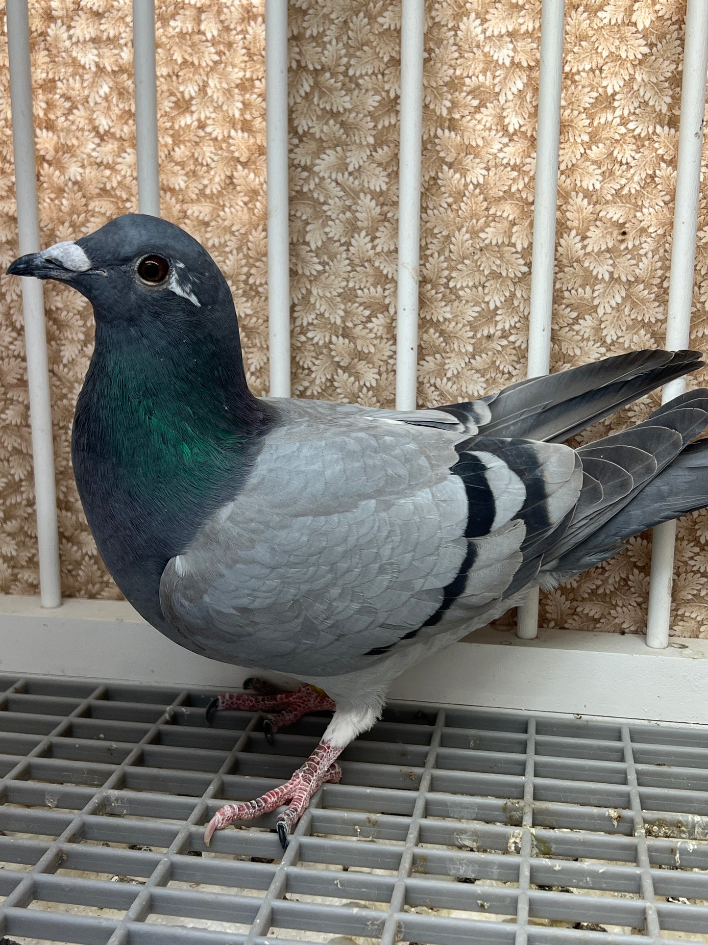 HVR Racing Pigeon "ZORRO 96”