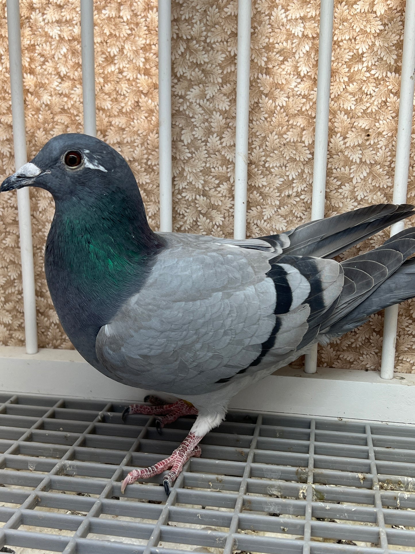 HVR Racing Pigeon "ZORRO 96”