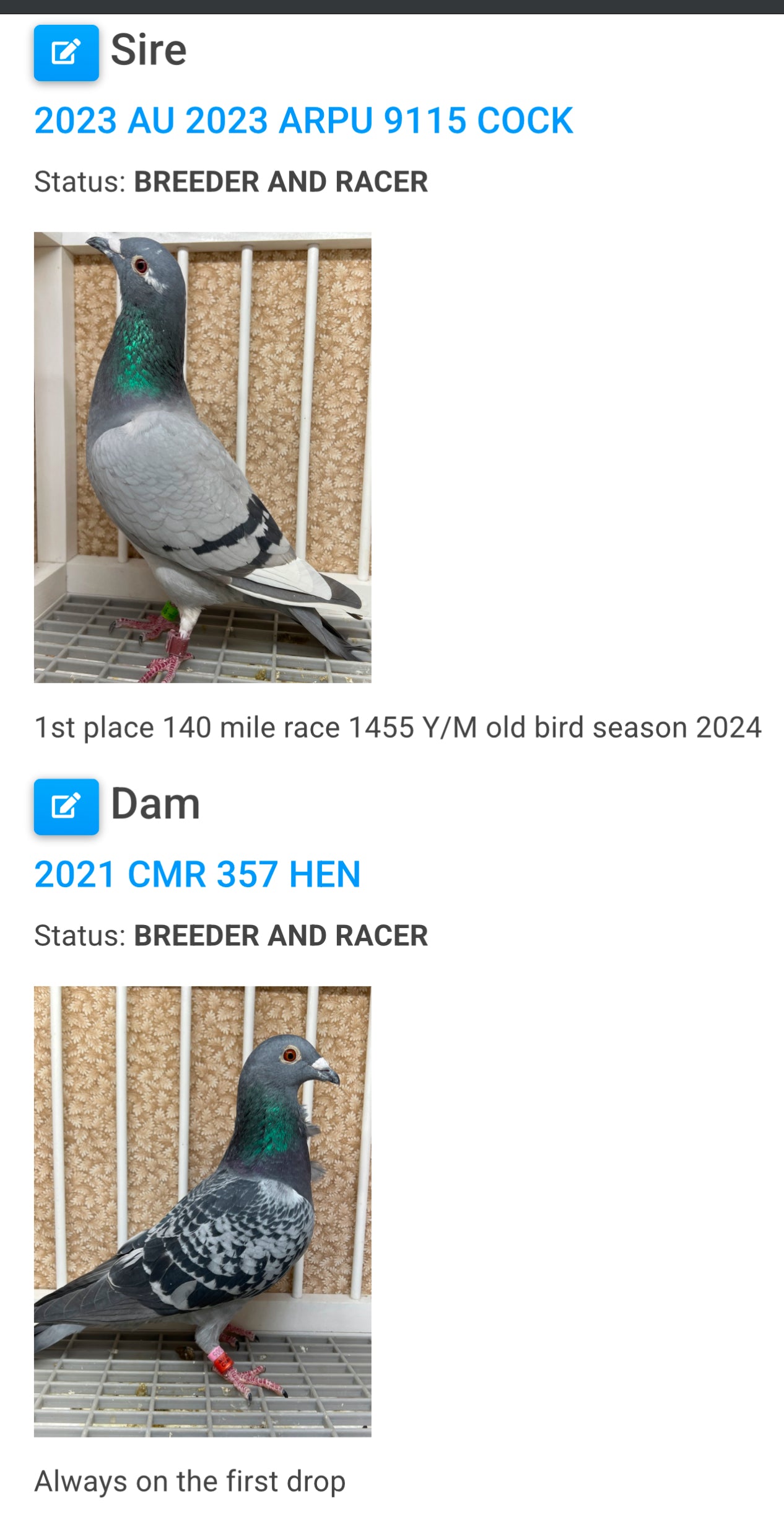 Blue Check Racing Pigeon "AU 8291"