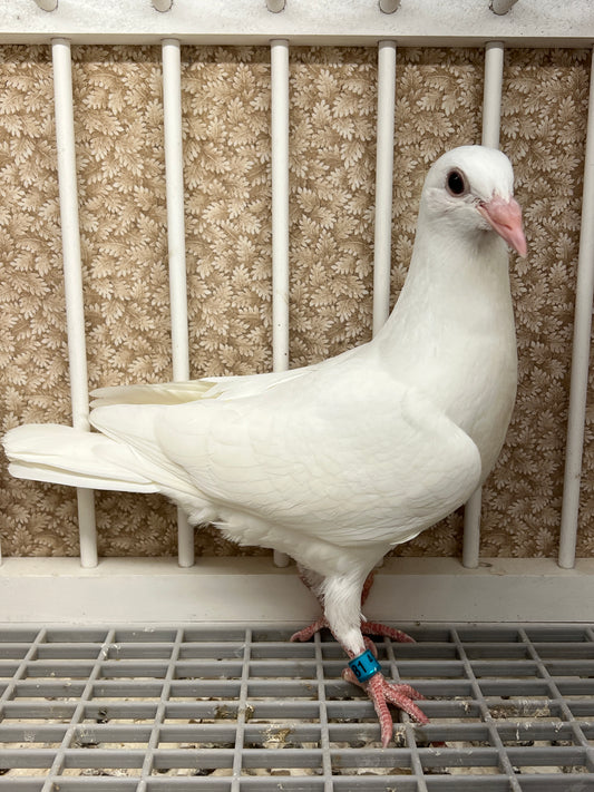 2025 Rocky Ridge White Pigeon "RRL 481”